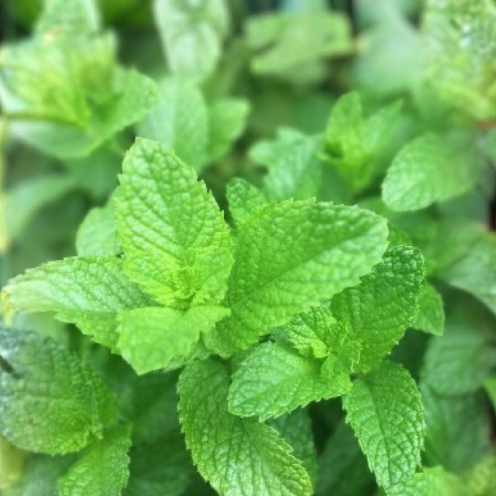 Peppermint Seeds 20+ Heirloom Non-GMO Organic Culinary Herb Mentha × piperita for Gardening
