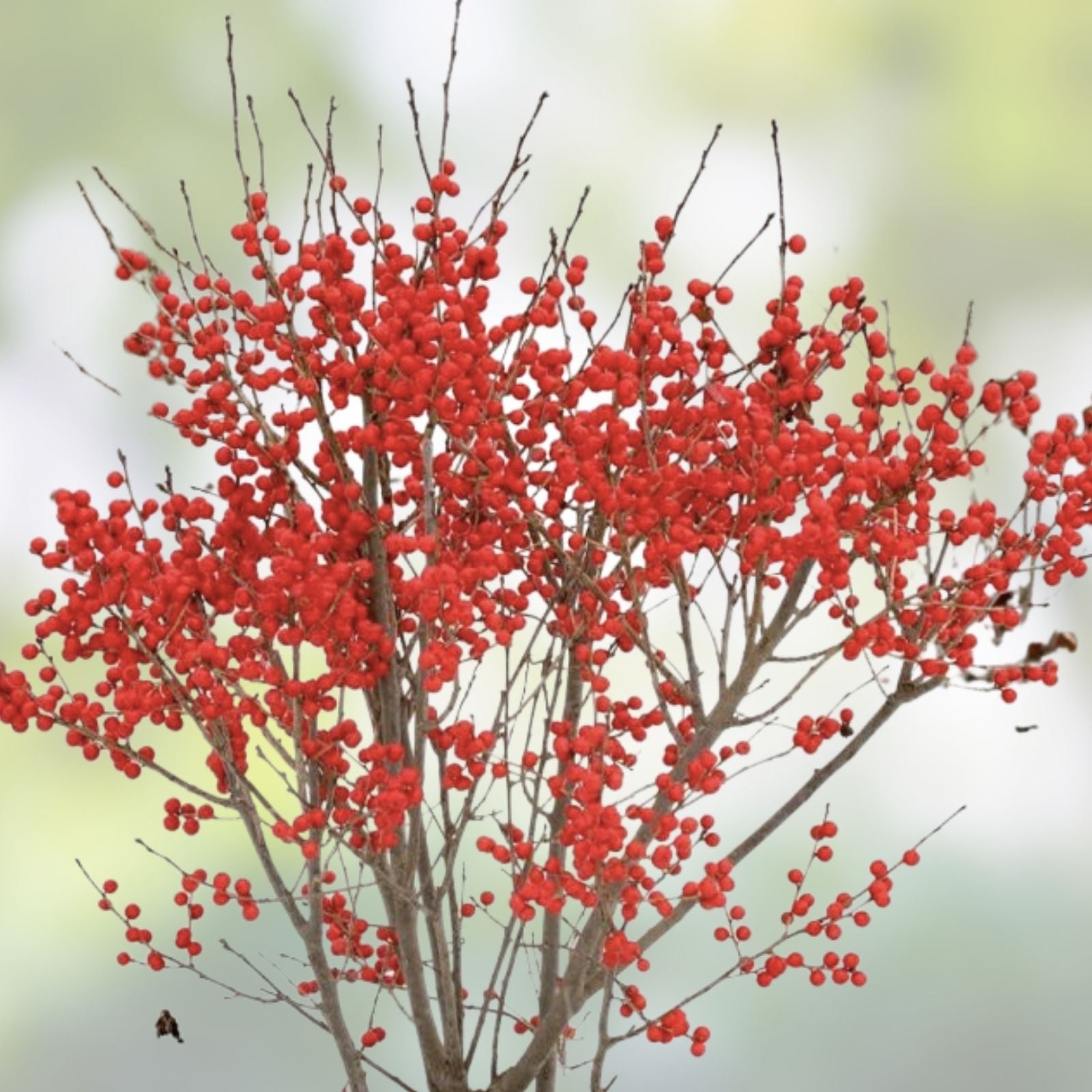 Winterberry Holly Cuttings 6-Pack with Red & Yellow Berries, Ilex verticillata, Decorative Garden Plant Propagation Material