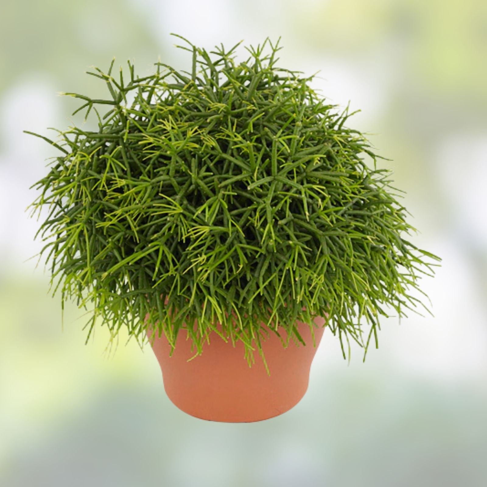Rhipsalis Pittieri Cuttings 6" Floccosa Variety Tropical Cactus Succulent Plant