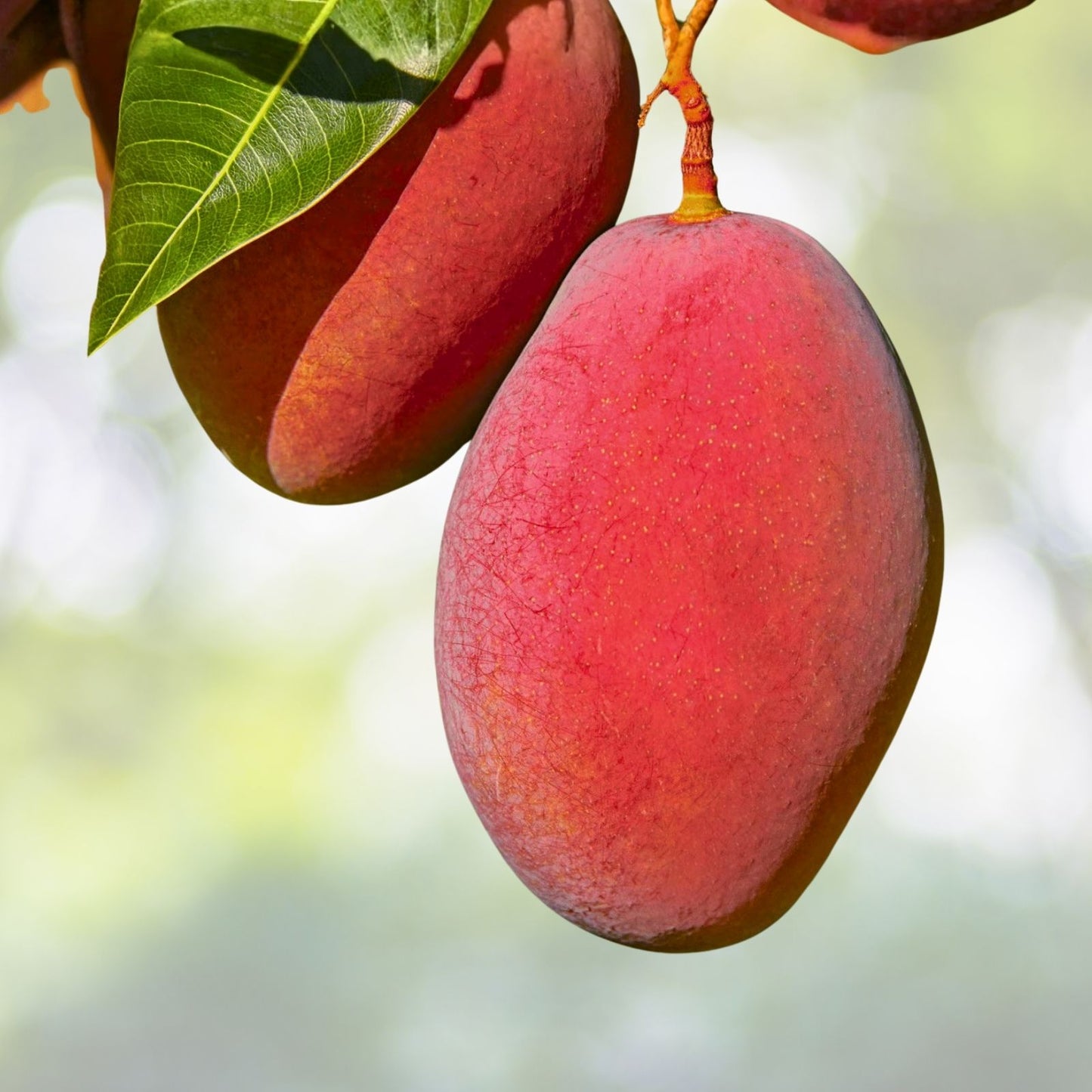 Miyazaki Mango Seeds 3-Pack - Fresh Viable Japanese Tropical Mangifera Indica for Home Gardening