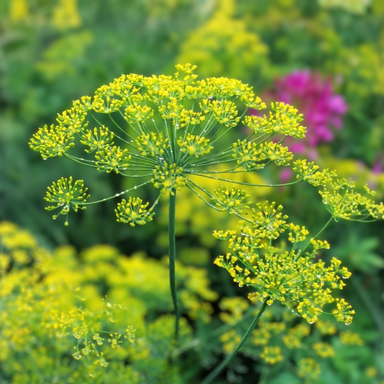 Heirloom Florence Fennel Seeds 500 Count Non-GMO Foeniculum vulgare dulce Vegetable Seeds for Gardening