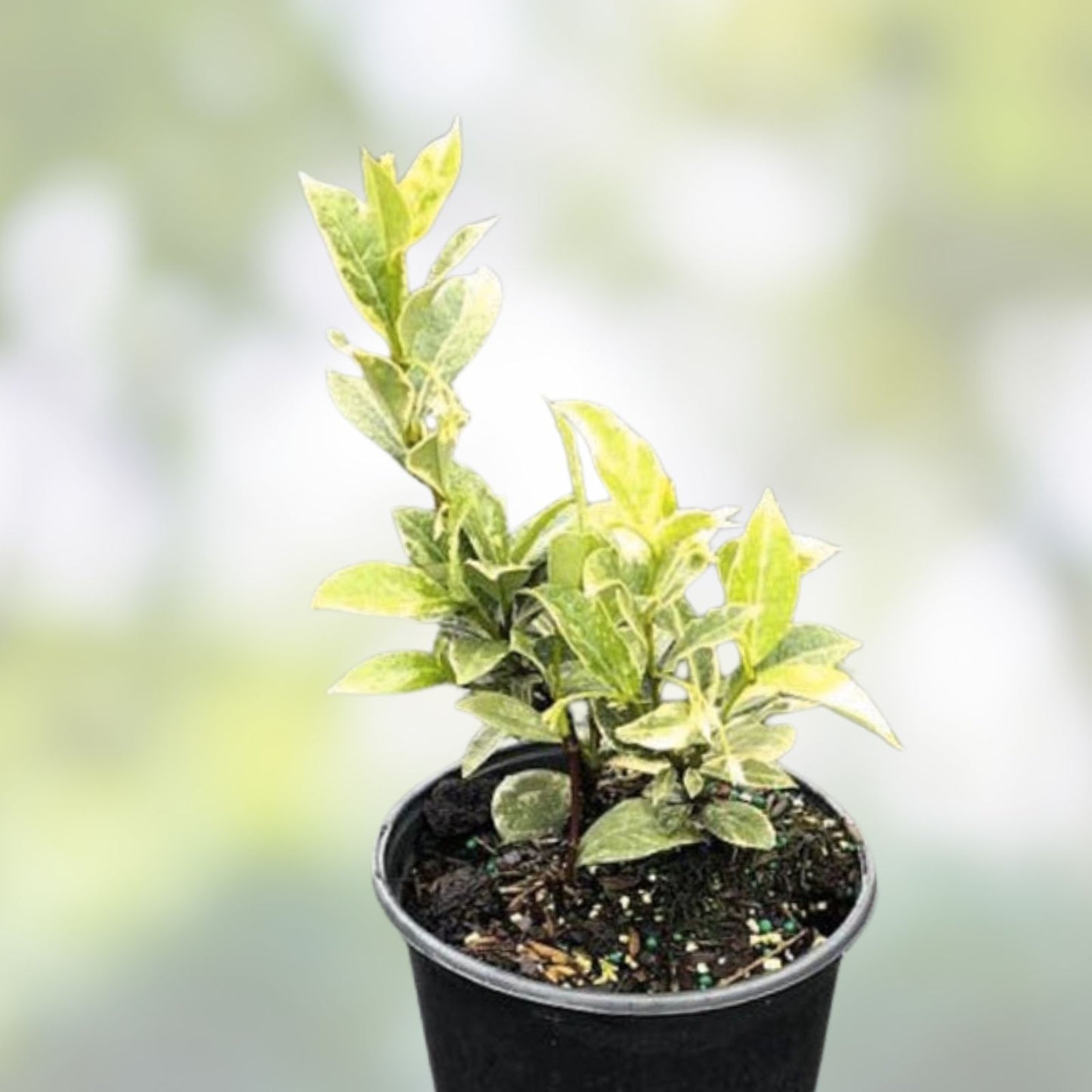 Variegated Confederate Jasmine Starter Plant - Trachelospermum jasminoides - Rooted Cutting for Garden and Landscaping