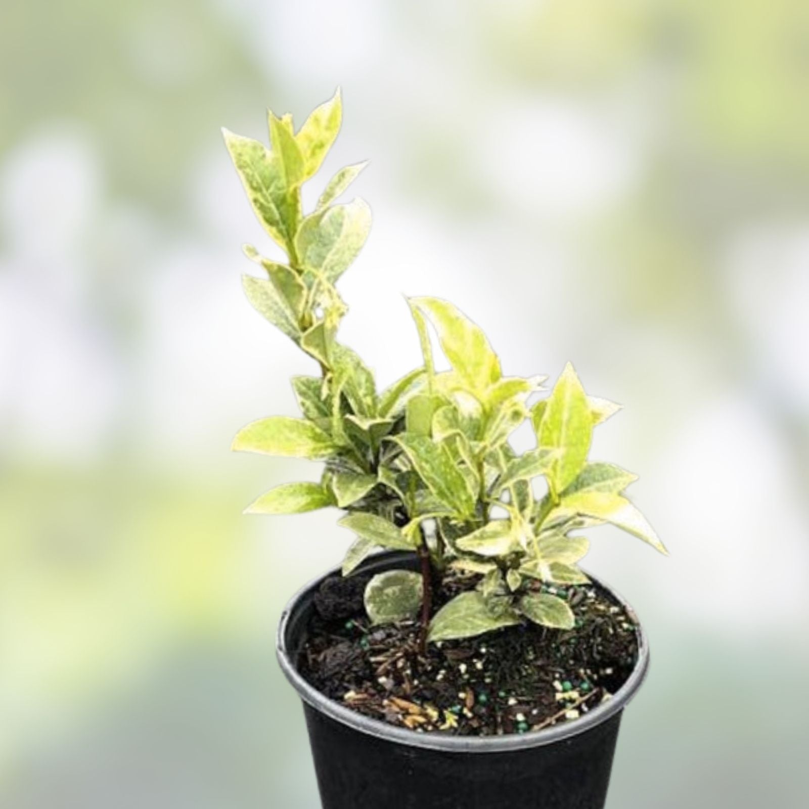 Variegated Confederate Jasmine Starter Plant - Trachelospermum jasminoides - Rooted Cutting for Garden and Landscaping