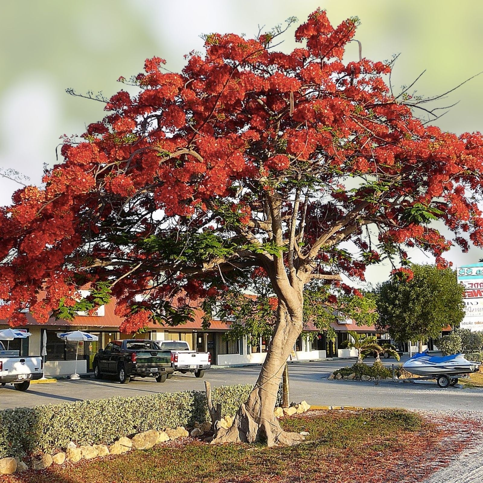 Royal Poinciana Seeds 20 Count - Delonix regia Flamboyant Flame Tree Gulmohar Tropical Flowering Plant