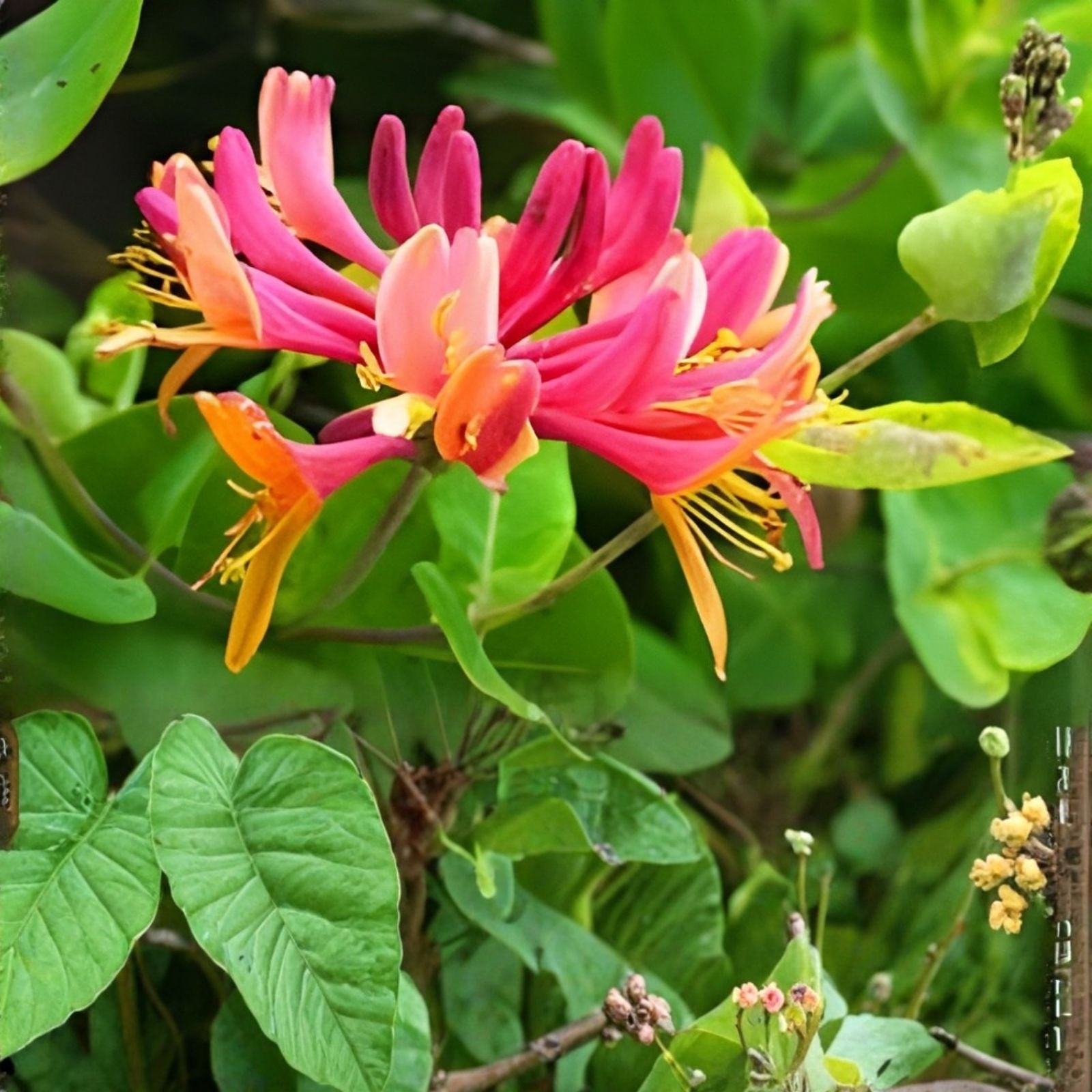 Honeysuckle Vine Plant Rooted Starter Candy Swirl Variety Lonicera Attracts Hummingbirds Garden Climber