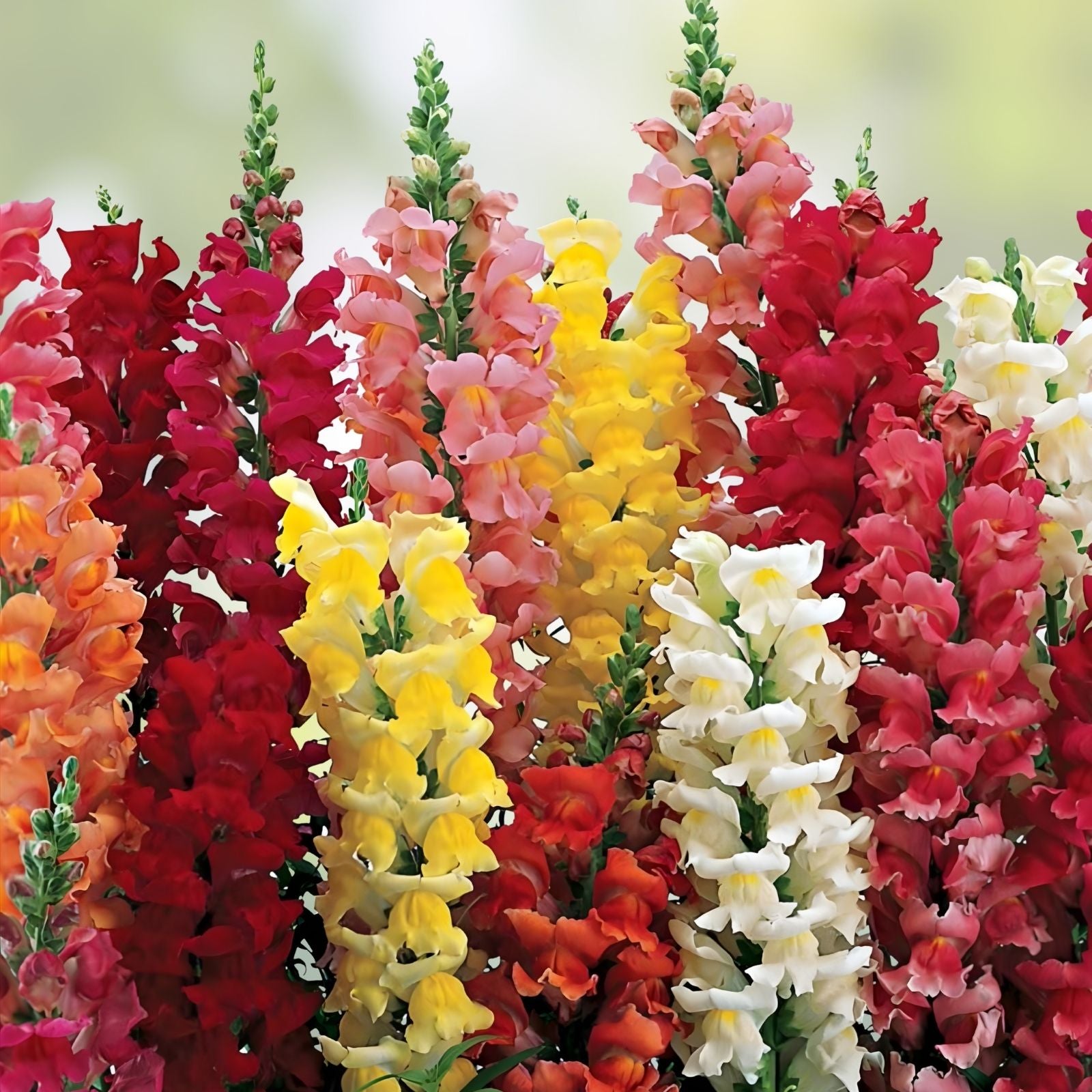 Snapdragon Seeds 250+ Count - Exotic Garden Flowers - Antirrhinum majus - Fast Shipping Made in USA