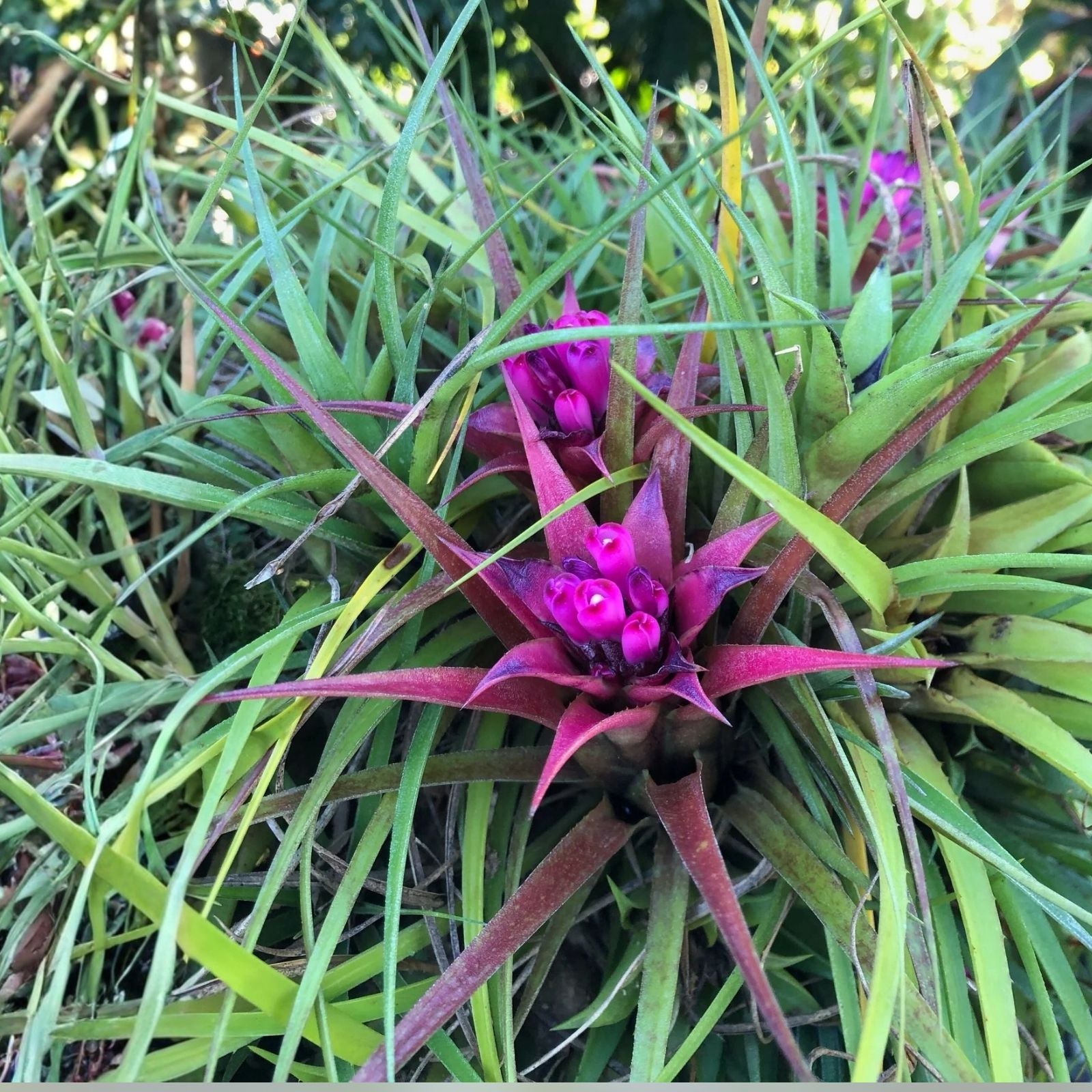 Aechmea Recurvata Bromeliad Rooted Cutting | Tropical Indoor/Outdoor Houseplant | Unique Foliage | Bromeliaceae