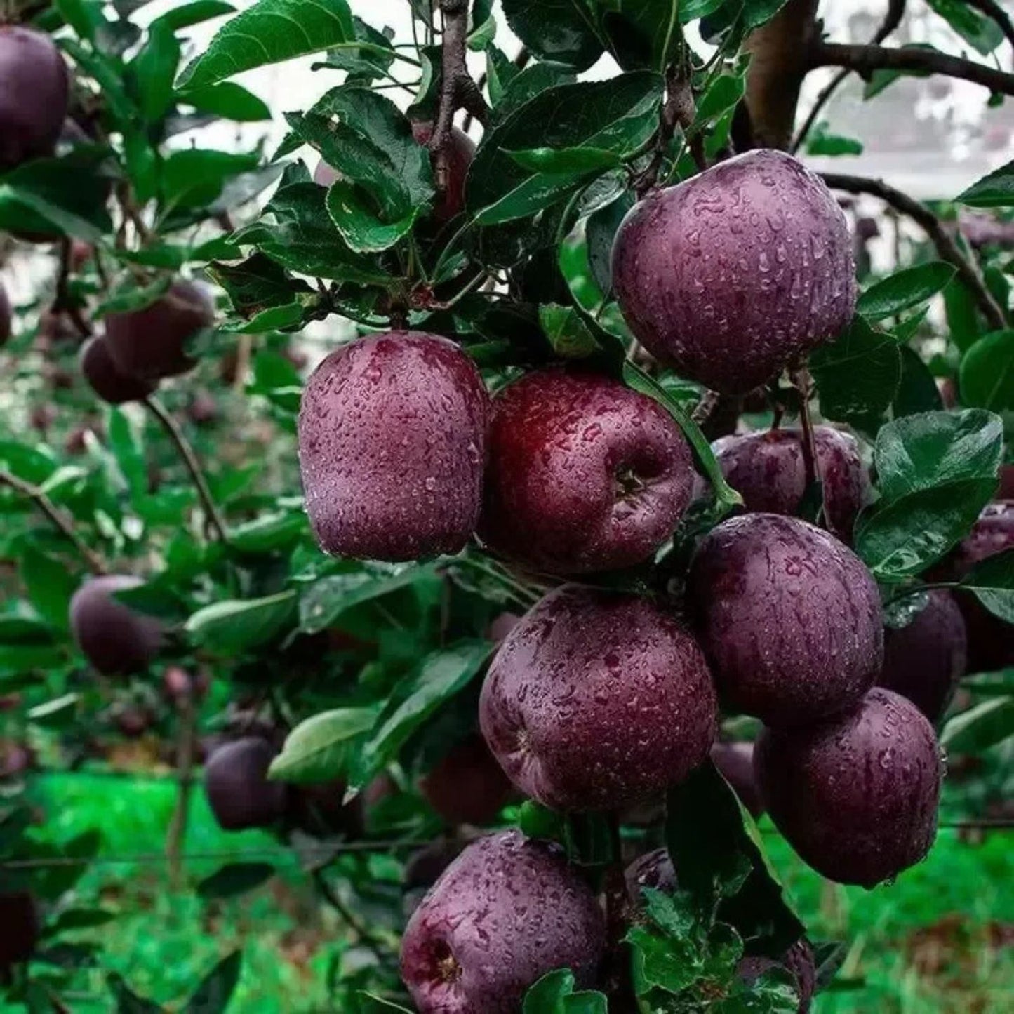Black Diamond Apple Cutting for Rooting or Grafting, Super Rare Malus domestica Variety