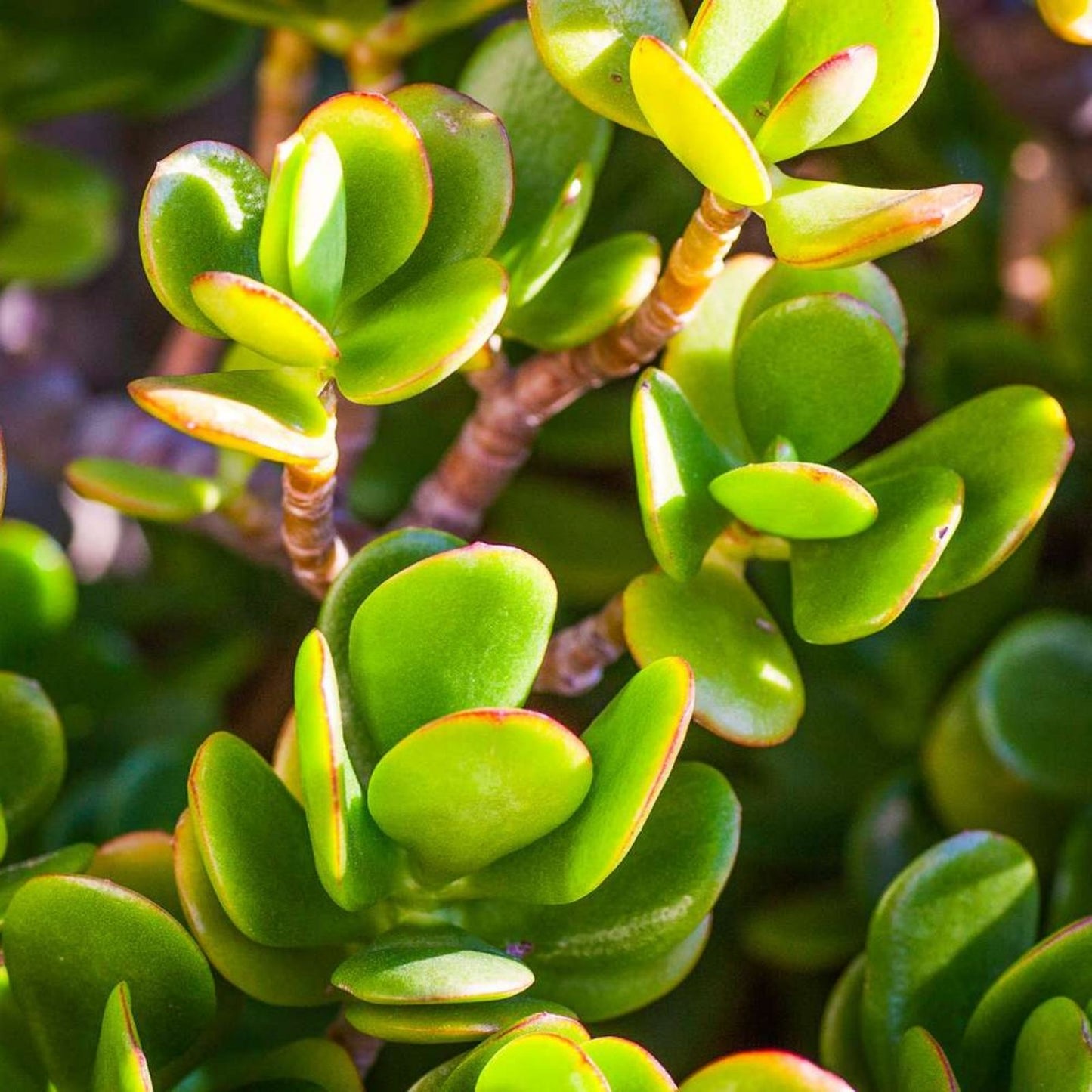Jade Plant Cuttings 3-5" Crassula Ovata Money Plant Live Succulent Houseplant