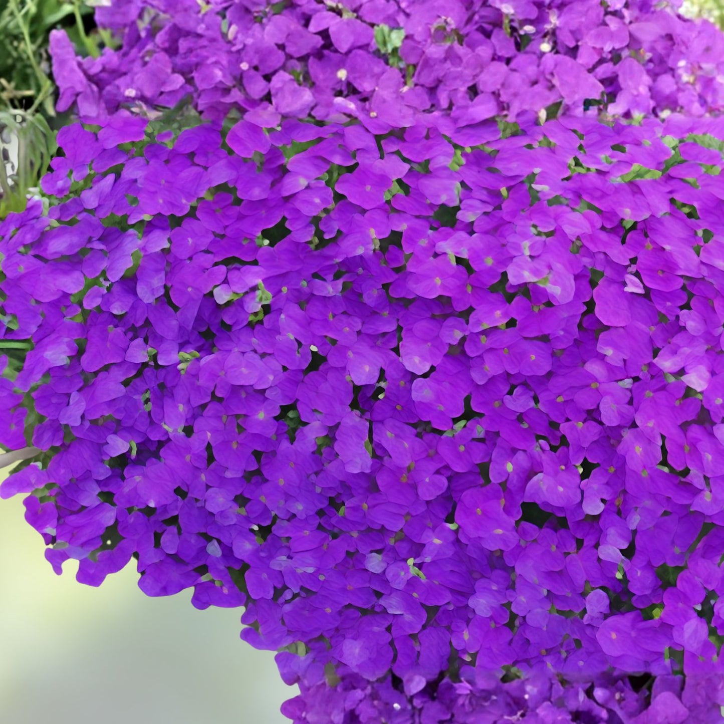 Purple Rock Cress Seeds 250 Count, Low Growing Perennial, Aubrieta deltoidea, Vibrant Purple Color, Garden Ground Cover Seeds