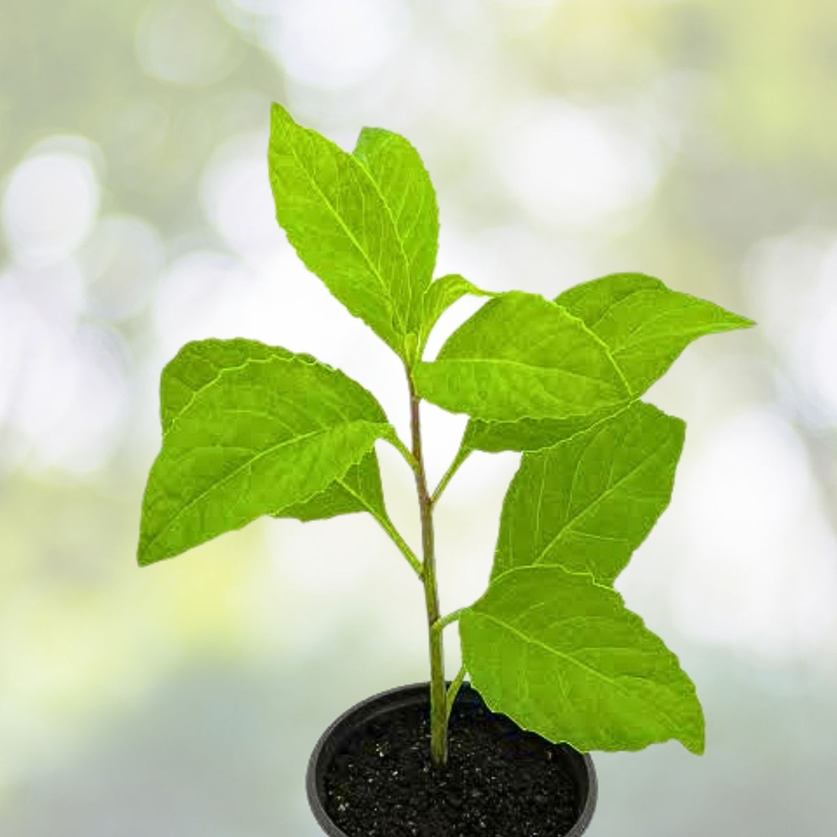 Longevity Spinach Cuttings 6" Gynura Procumbens Perennial Edible Vegetable - Fresh Organic Cuttings for Home Garden