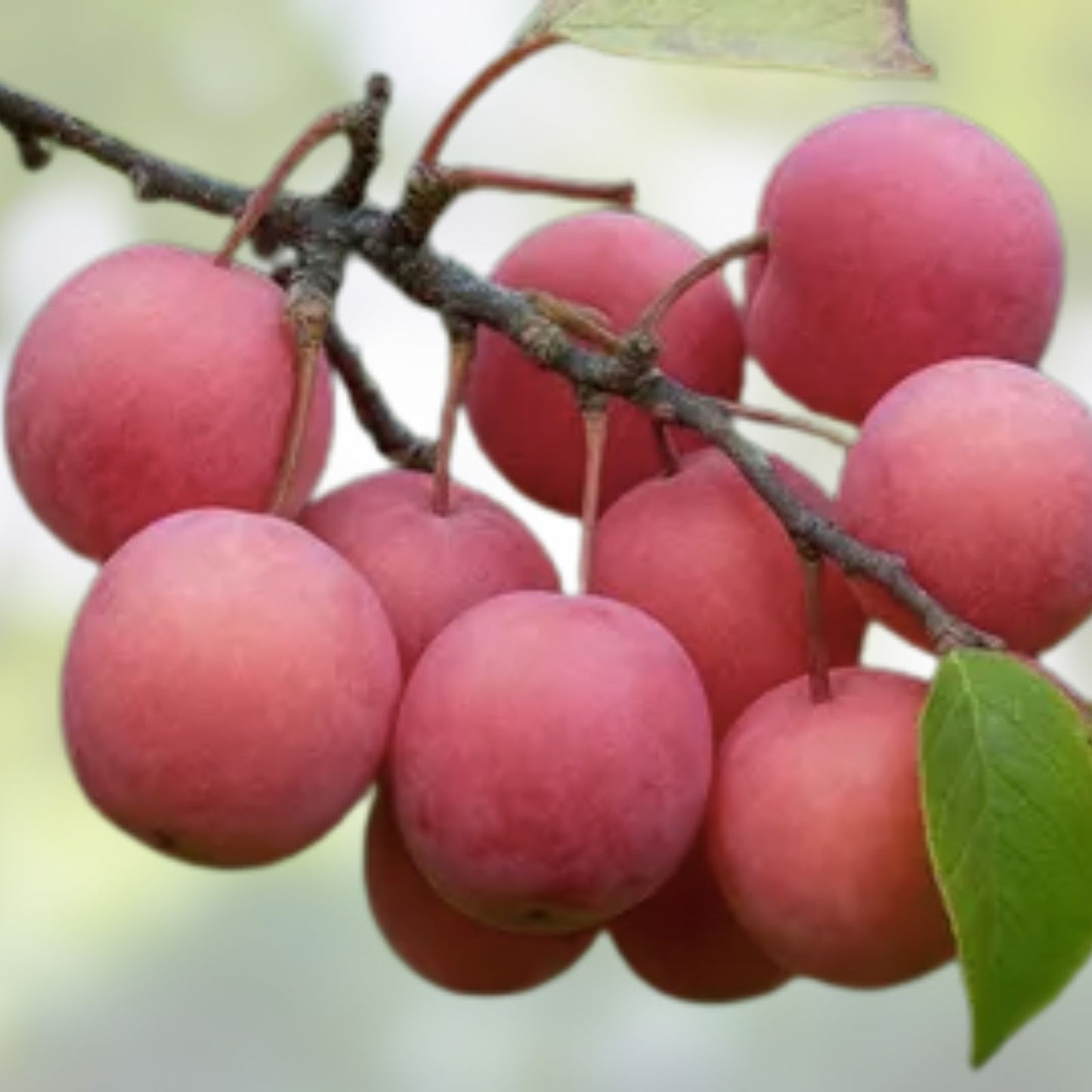 American Plum Fruit Tree Scion Cuttings - 10 Pack for Grafting & Rooting - Prunus Americana