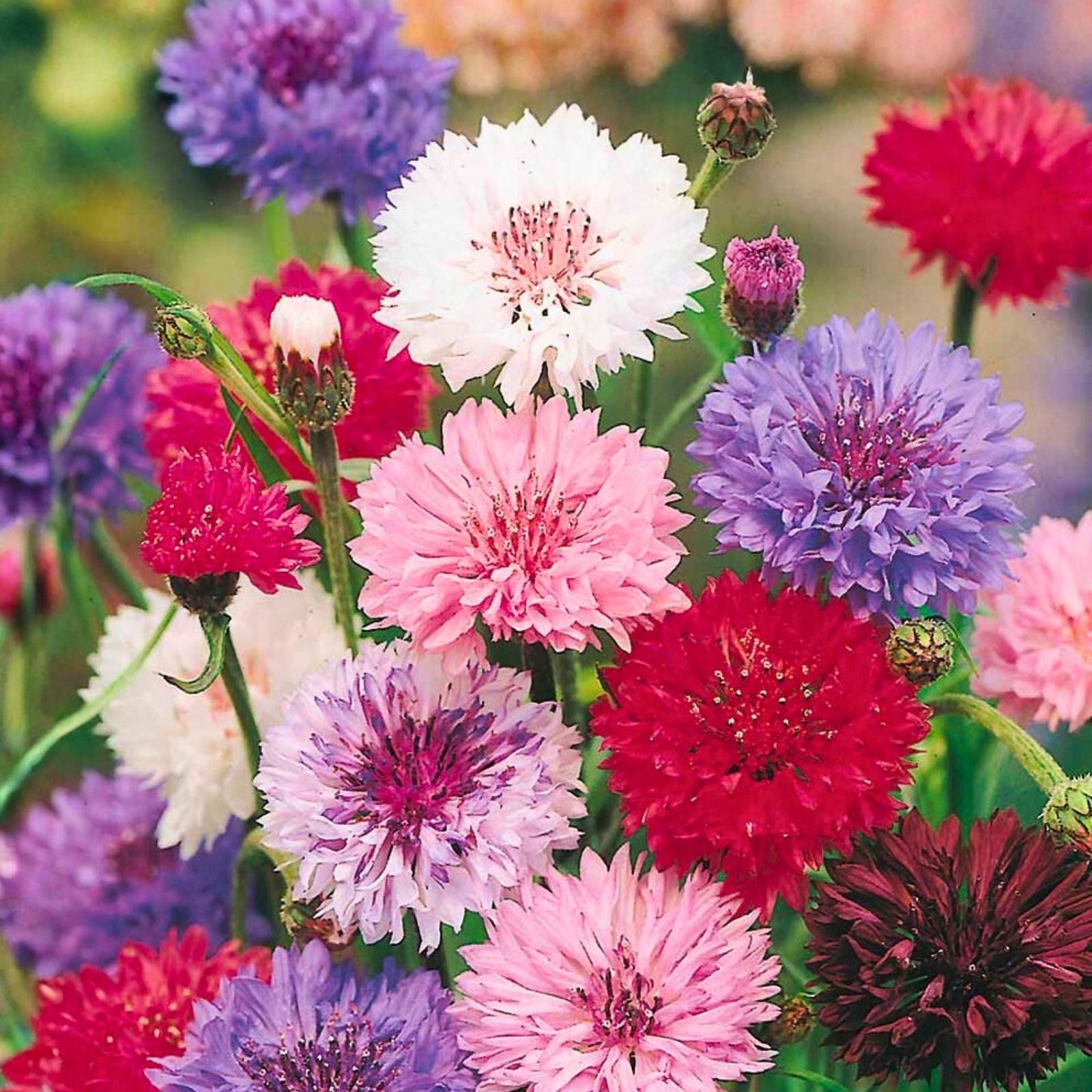 Dwarf Bachelor Button Seeds - Polka Dot Mix, 50 Seeds, Colorful Flowers, Centaurea cyanus