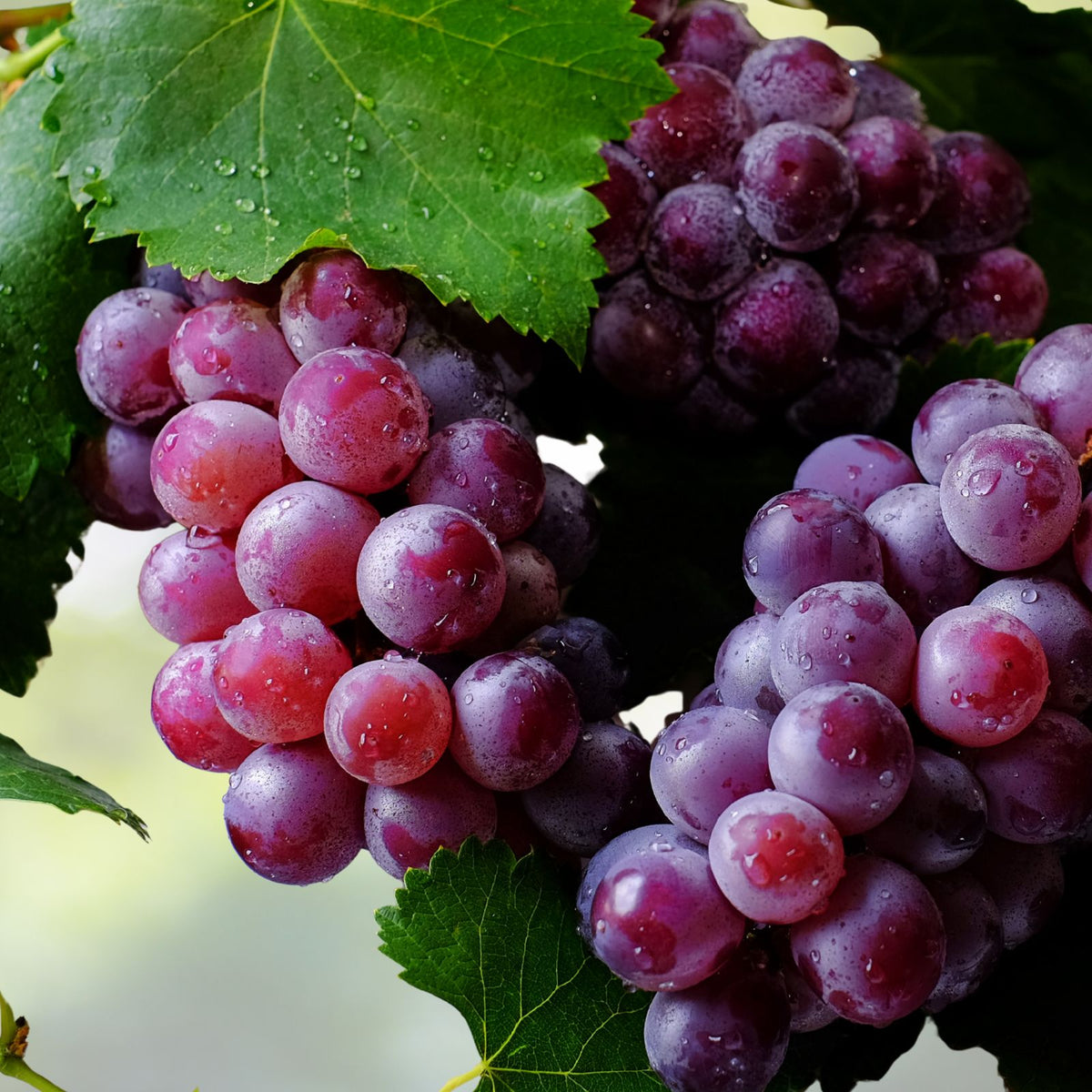 Grape Seeds - 12 Pack Red Sweet Fruit Vine - Ready to Germinate 2024 - Vitis vinifera