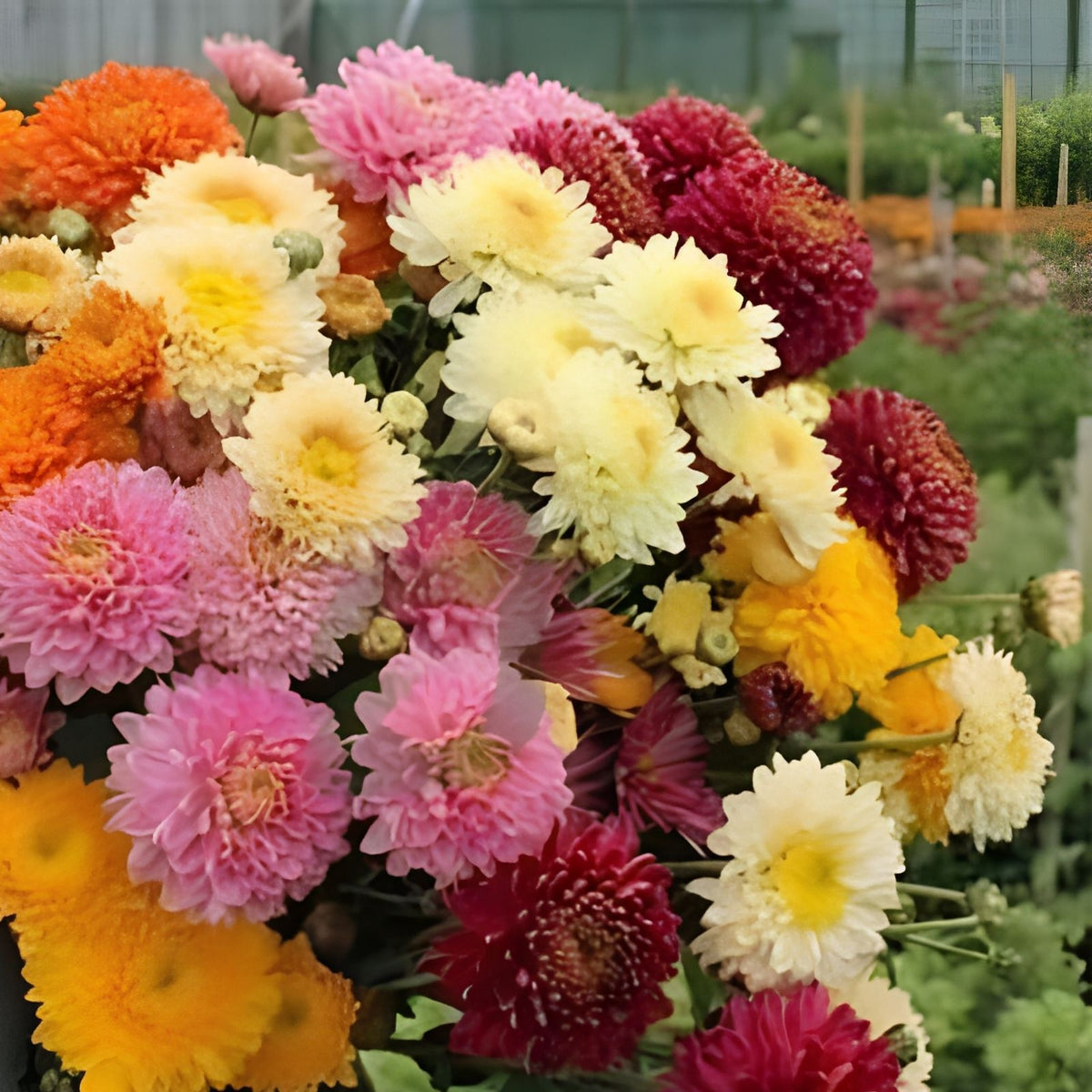 Chrysanthemum Seeds Easter Mix - 200+ Annual Flower Seeds, Colorful Garden Mum Varieties, Chrysanthemum morifolium