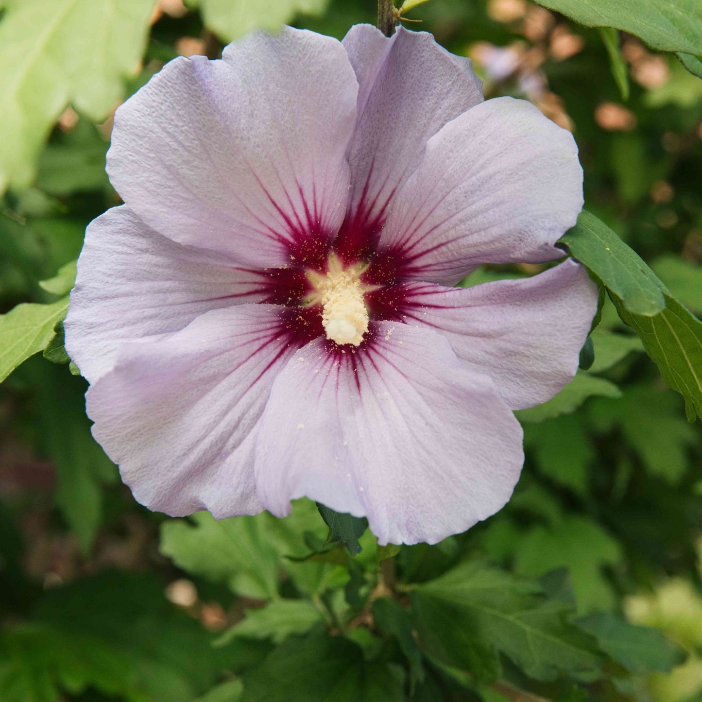 Set of 4 Rose of Sharon Plants, 6-12 Inches, Mixed Colors, Hibiscus syriacus, Hardy Zones 5-9