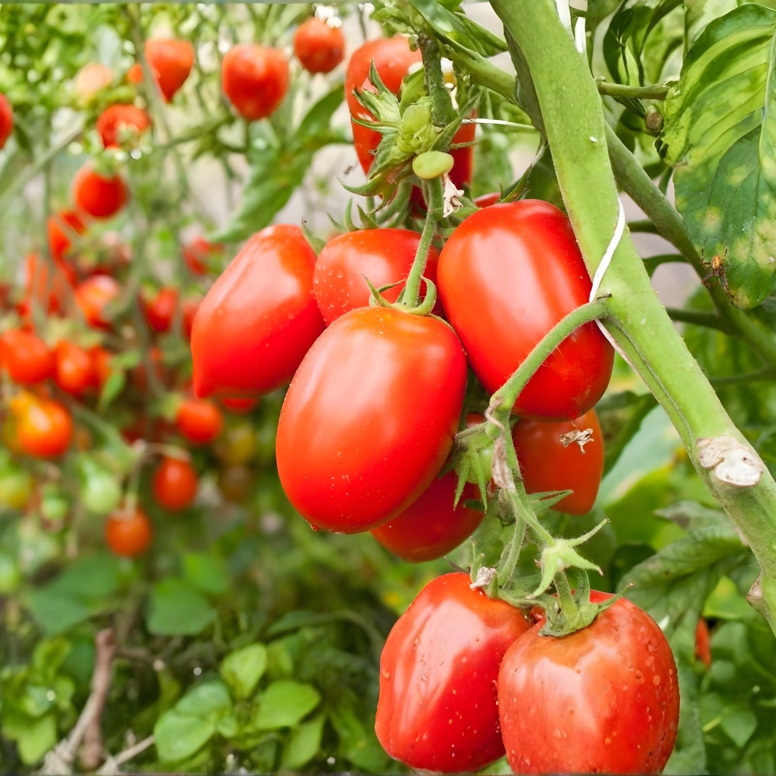 Scarlet Tomato Slicer Seeds 100 Count – High-Yield, Bright Red, Firm Texture – Solanum lycopersicum