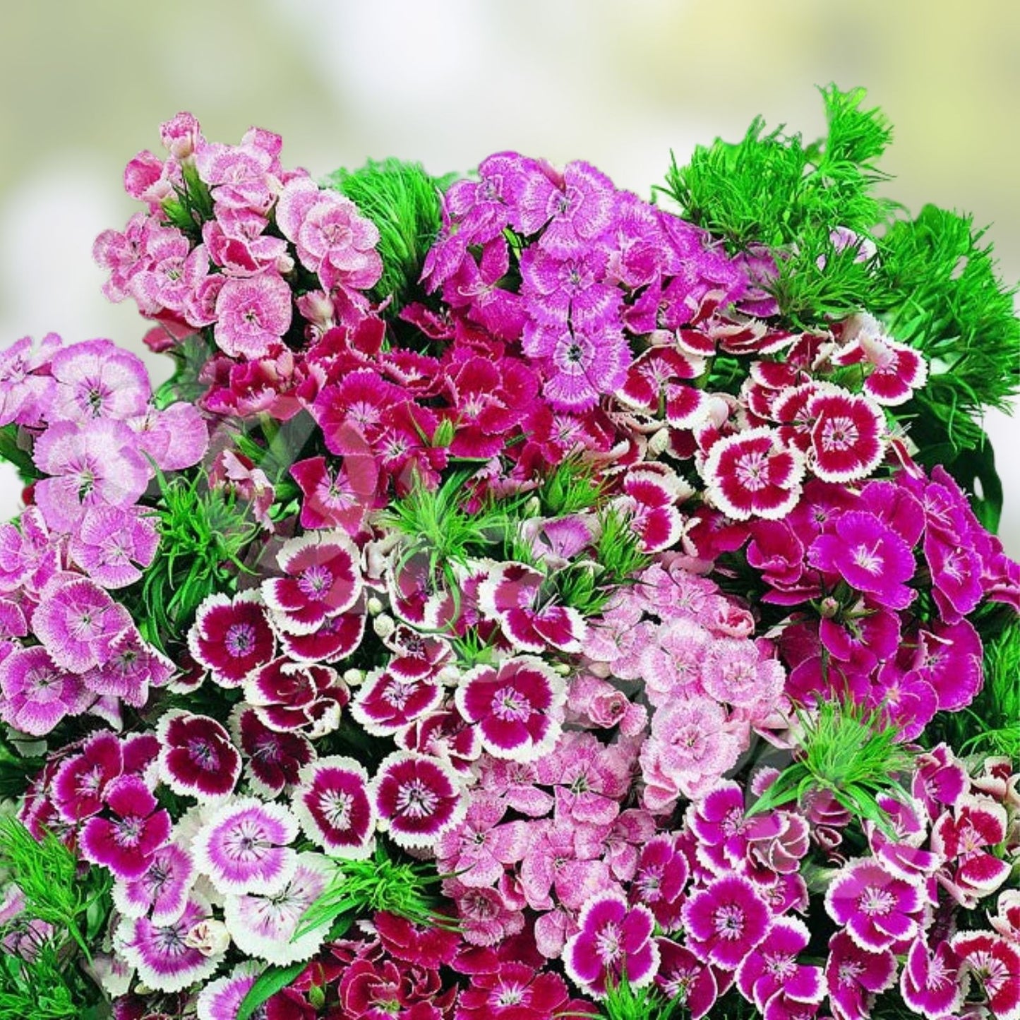 Sweet William Seeds - 100+ Flower Seeds - Colorful Clusters for Borders & Pollinator Gardens - Dianthus barbatus Garden Flower Seeds