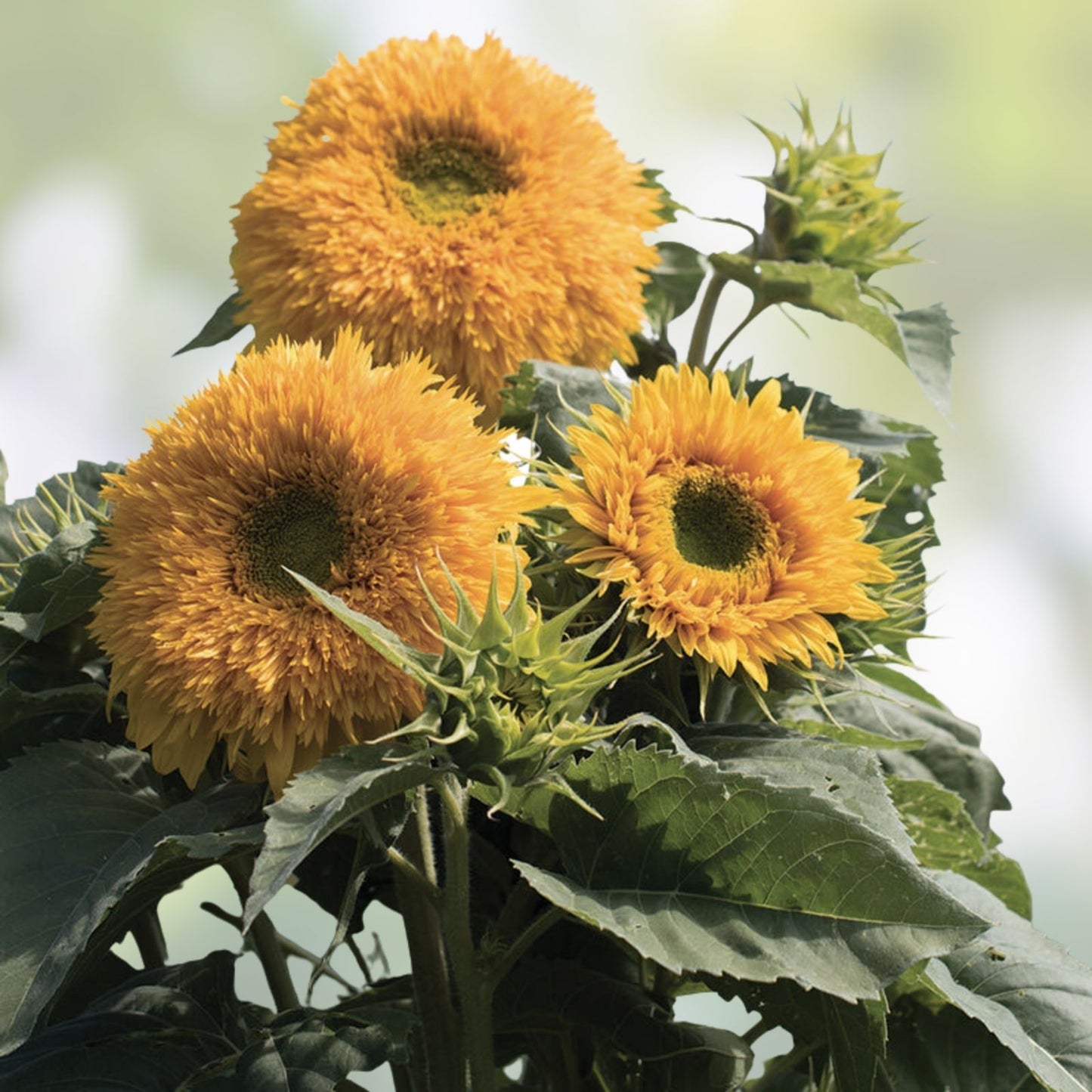 Organic Goldy Double Sunflower Seeds - 20 Count, Helianthus annuus, USA Grown, Non-GMO, Heirloom Flower Seeds, Free Shipping
