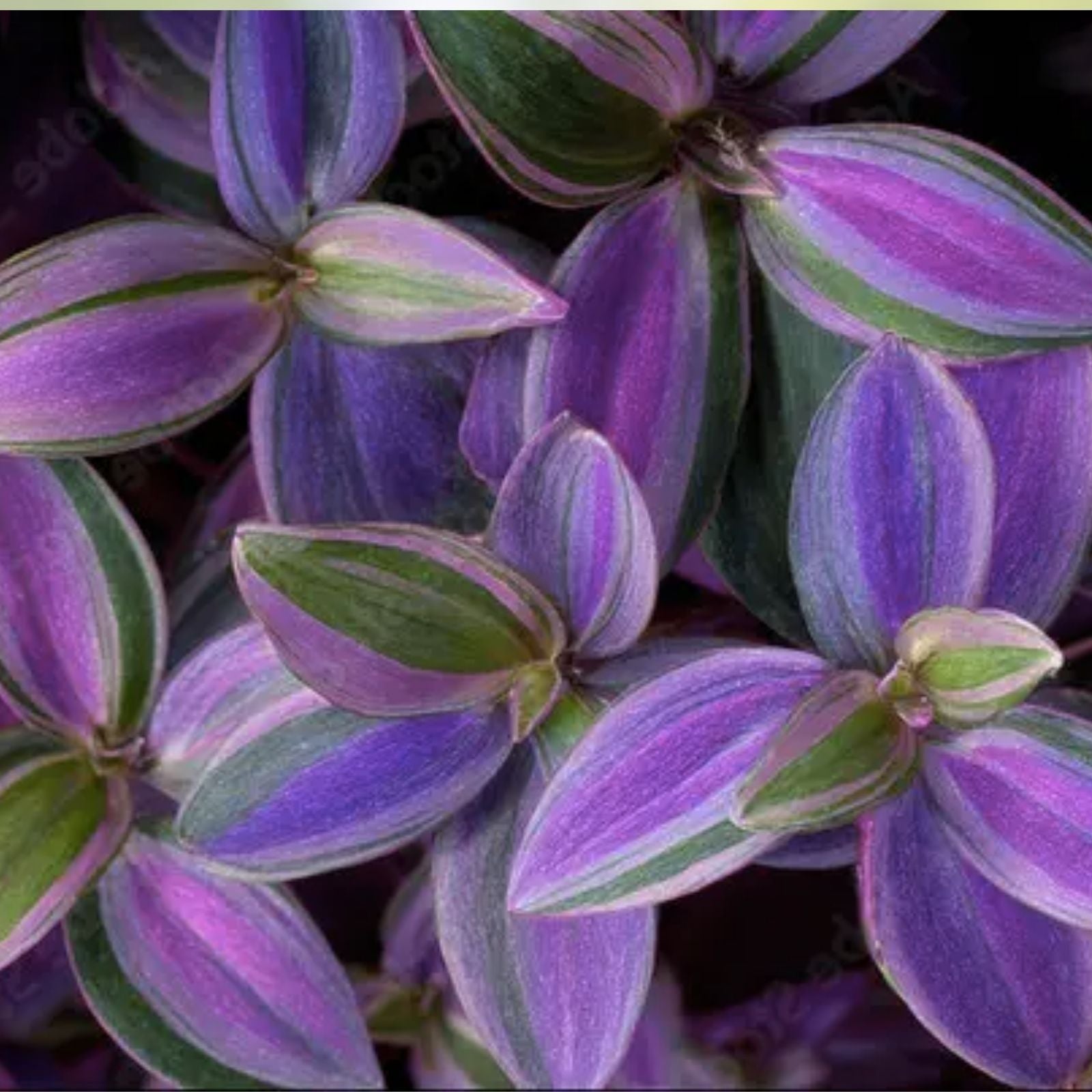 Wandering Jew Cuttings 5 Pieces - Tradescantia Albiflora - Easy Care Houseplant - Indoor Plant Propagation