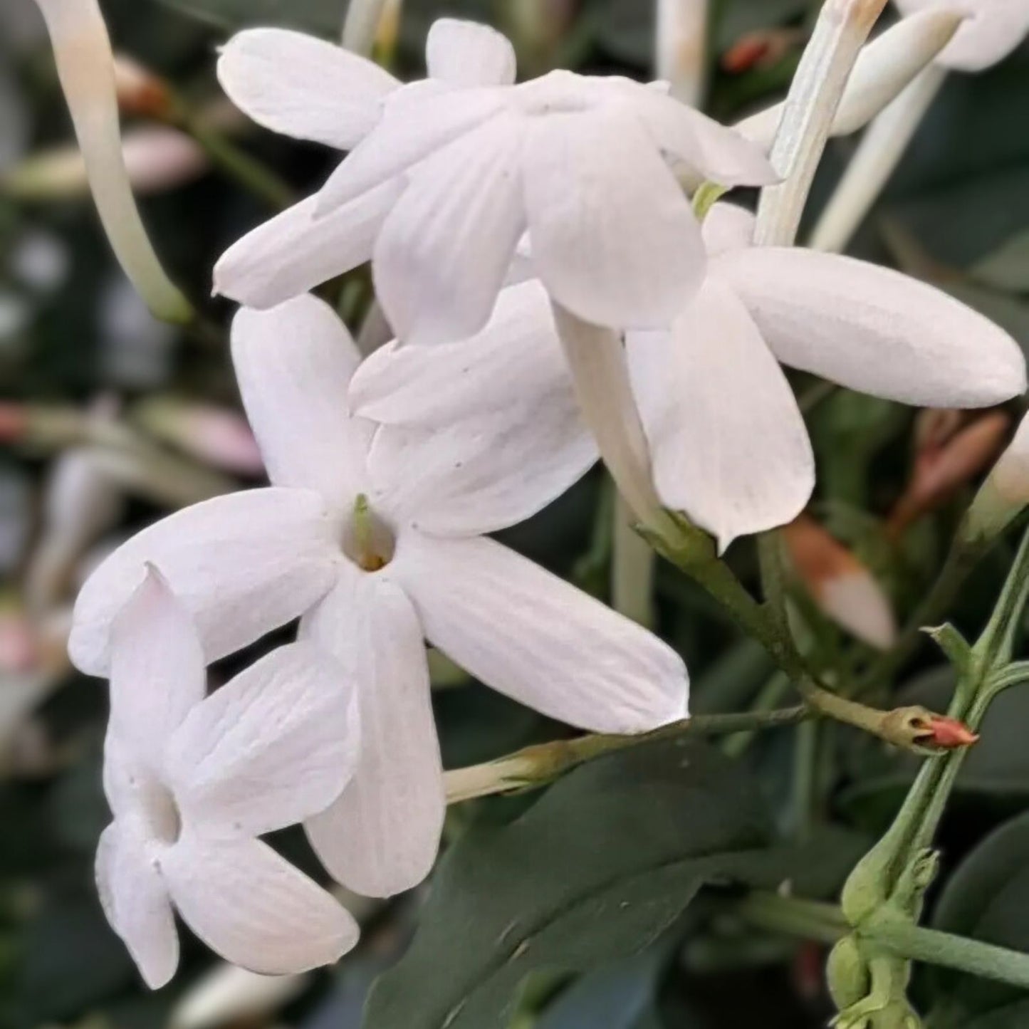 White Star Jasmine Cuttings – 6 Fragrant Planting Clippings – Jasminum polyanthum – Garden, Indoor, Outdoor Planting Material
