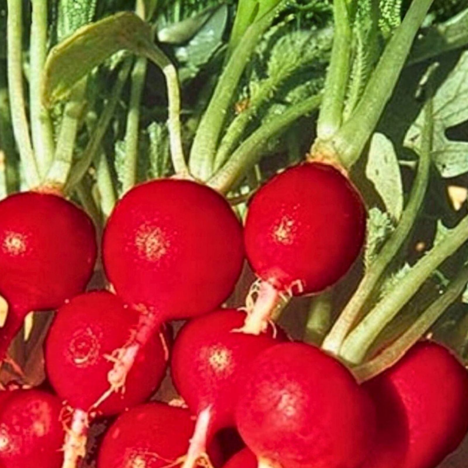 Organic Heirloom Radish Seeds – Champion Variety, Non-GMO, Easy Grow, Perfect for Salads, Raphanus sativus