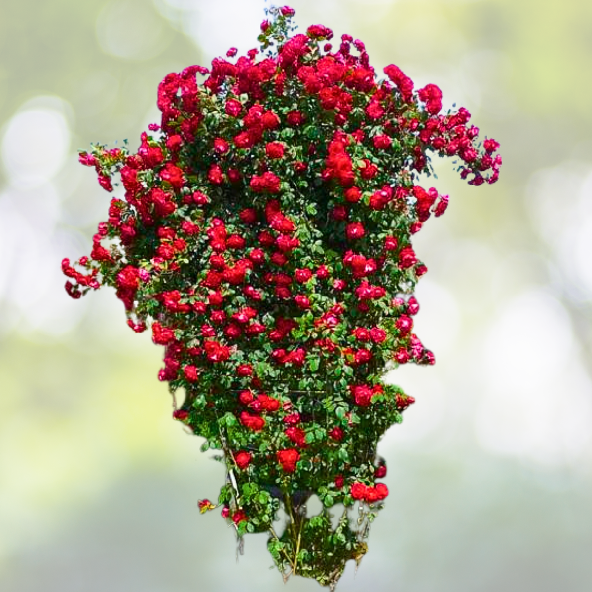 Red Climbing Rose Seeds - 20pcs Rare Non-GMO Heirloom Variety - Rosa rubiginosa