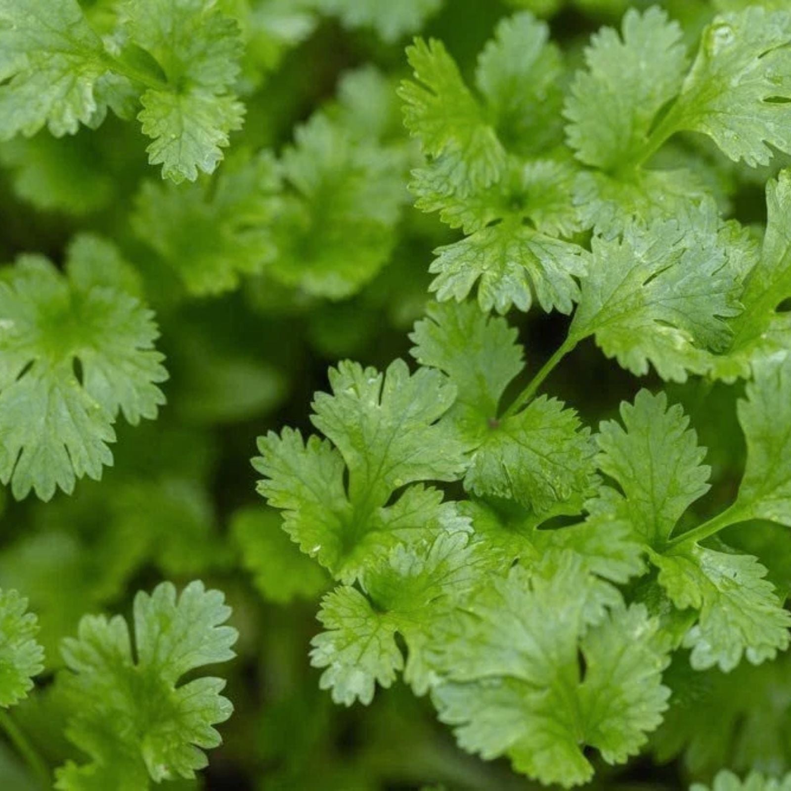 Cilantro Seeds 500+ | Indoor Herb Garden | Coriandrum sativum | Fresh Culinary Herb Seeds