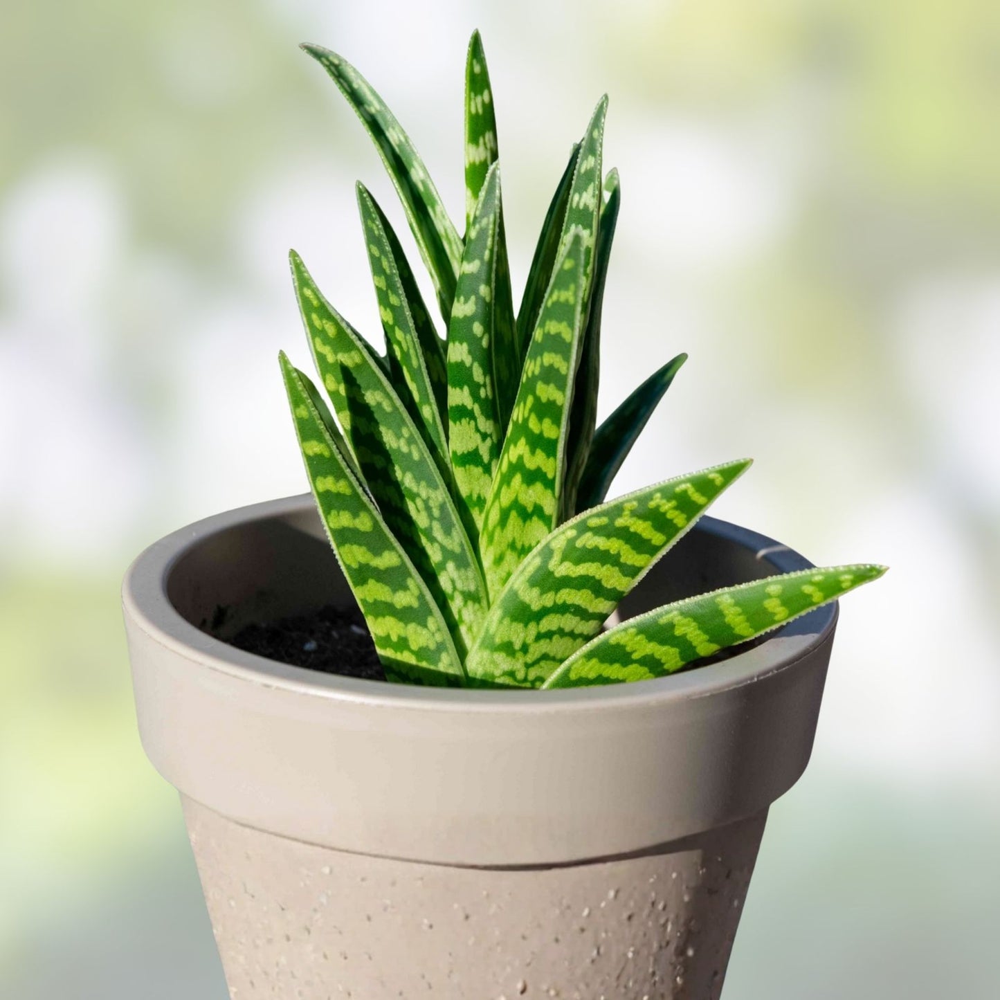 Variegated Aloe Succulent Cuttings 2 Pcs Aloe Variegata Aloe Vera Variegated Plant Indoor Garden