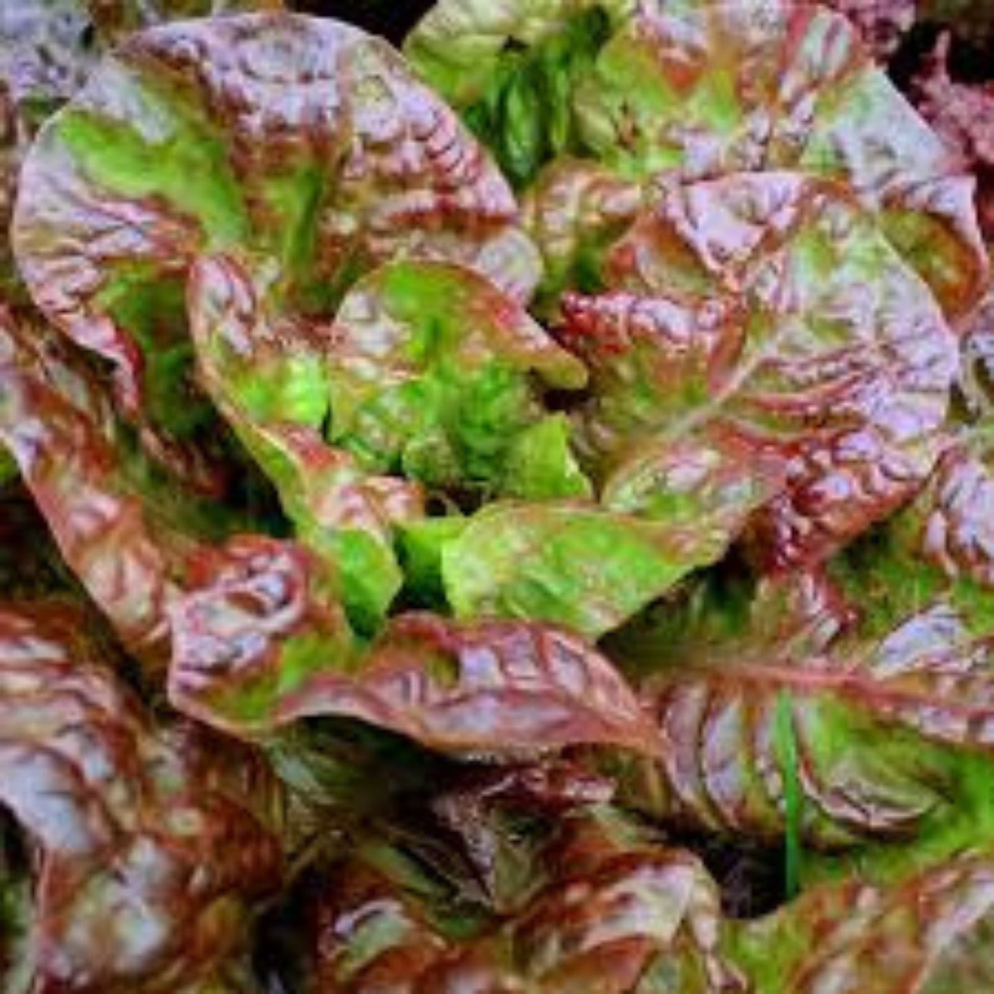Ruby Leaf Lettuce Seeds – 50+ Organic Heirloom Vegetable Seeds for Home Garden – Lactuca sativa Non-GMO