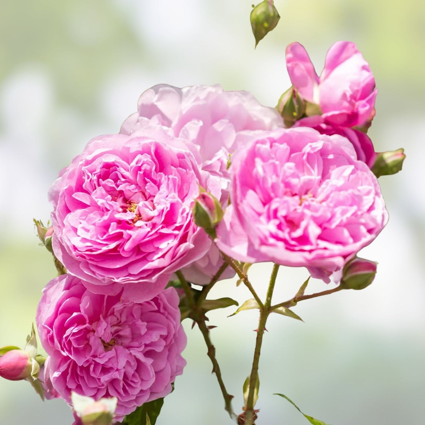 Fragrant English Shrub Rose Cuttings - Ausdecorum - 3 Unrooted Rose Cuttings - Rosa spp. - Garden Flower Plant