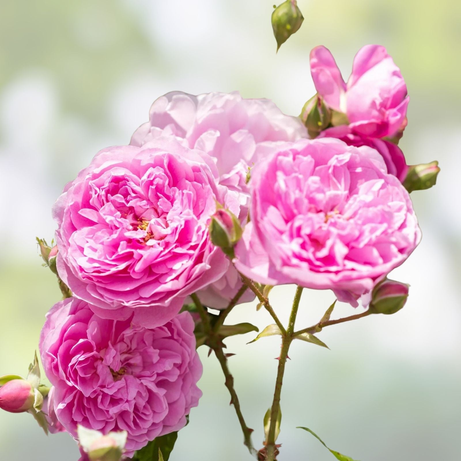 Fragrant English Shrub Rose Cuttings - Ausdecorum - 3 Unrooted Rose Cuttings - Rosa spp. - Garden Flower Plant