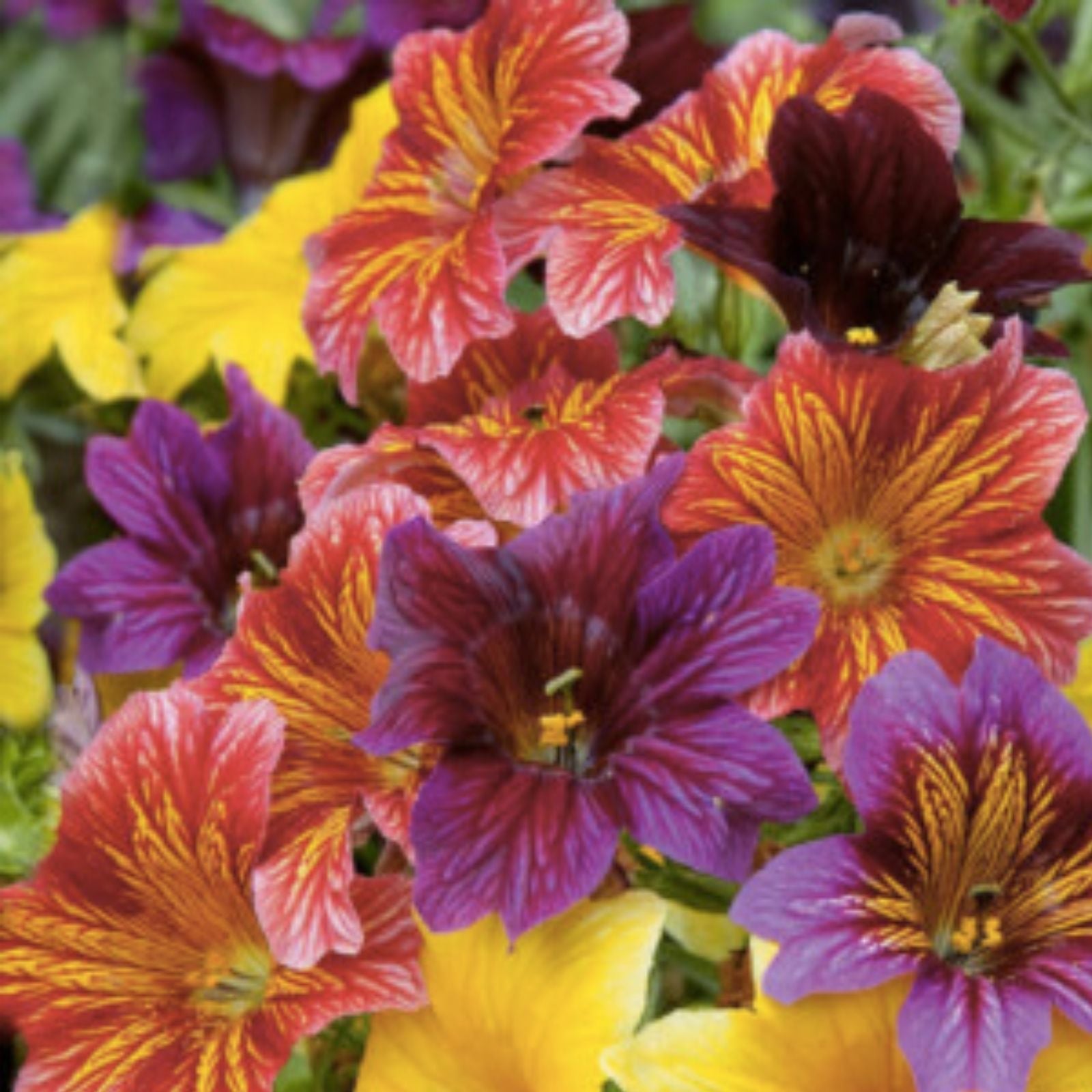 500+ EZ Annual Flower Seeds Mix | Bulk Paisley Salpiglosis grandiflora Flower Seeds | Easy Grow Bright Colors