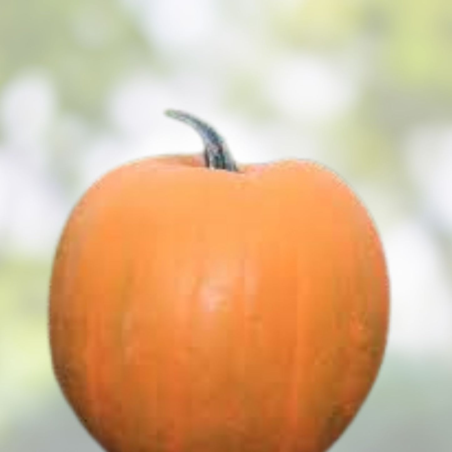 Yellow Pumpkin Seeds for Planting, 20 Seeds, Rare Sunshine Variety, Cucurbita pepo, Edible Halloween Decor