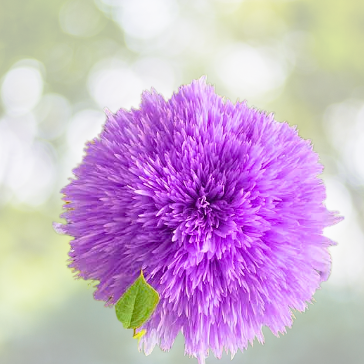 50pcs Rare Purple Teddy Bear Sunflower Seeds, Non-GMO Heirloom, Helianthus annuus, for Planting