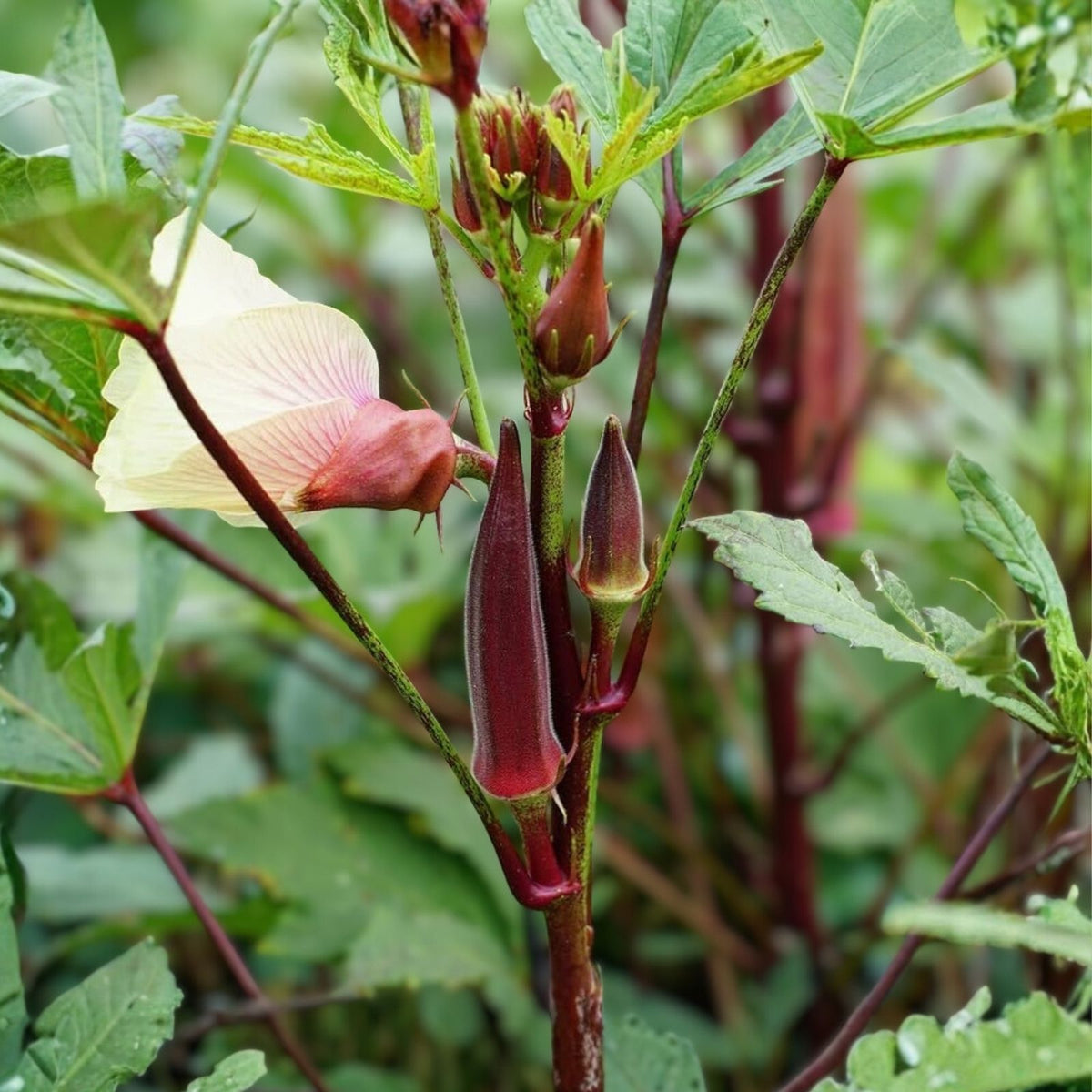 Okra Seeds 25+ Non-GMO Heirloom Red Burgundy Abelmoschus esculentus Planting Seeds for Garden