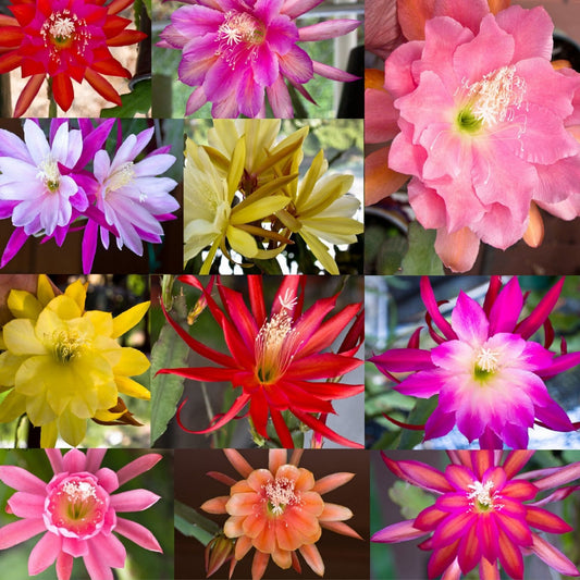 Epiphyllum Cuttings 5 Assorted Mixed Colors Orchid Cactus Succulents Indoor Gardening Plant Enthusiasts
