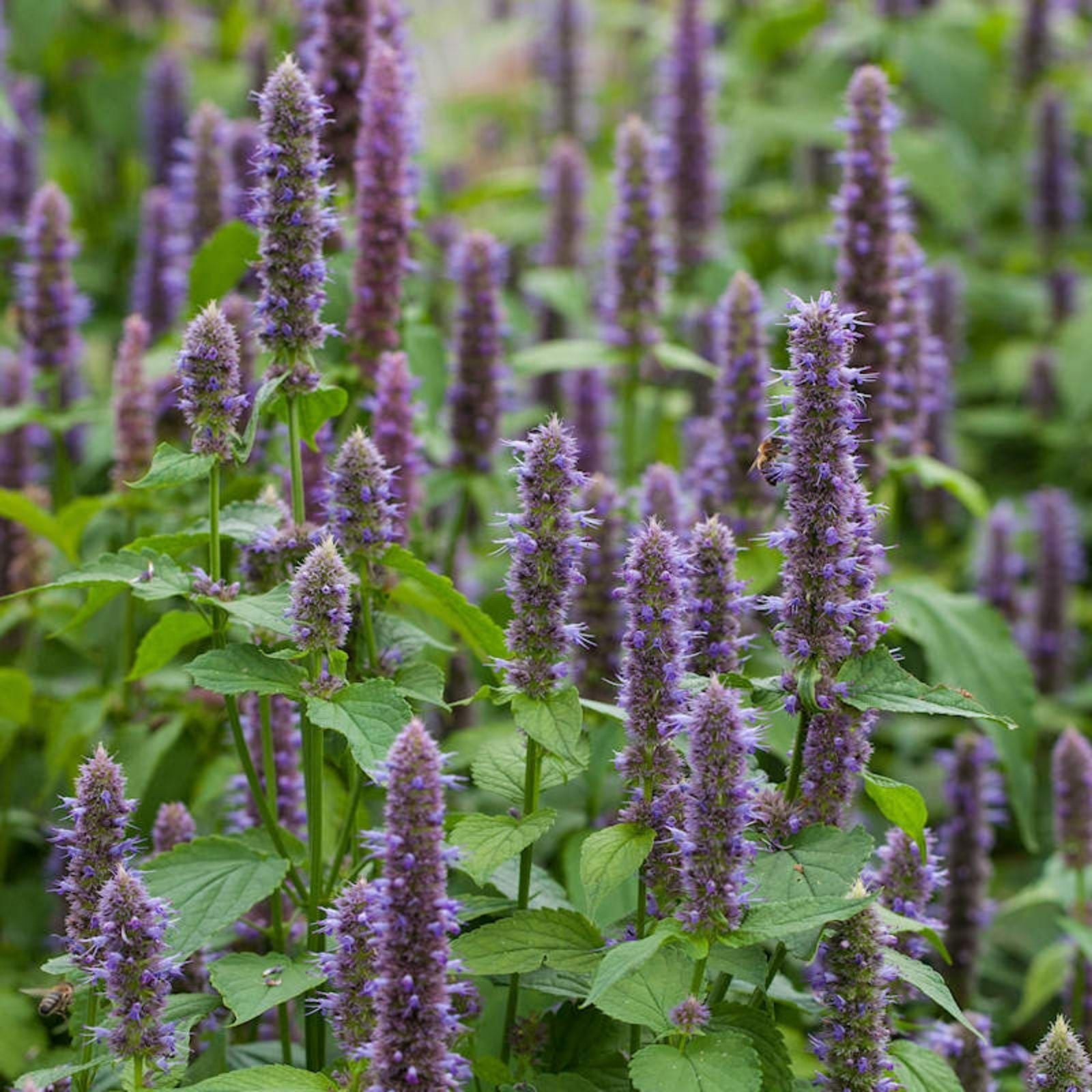 Anise Hyssop Seeds 100+ Count – Agastache foeniculum Wildflower Seeds for Planting, Herb Garden, Pollinator Attractant