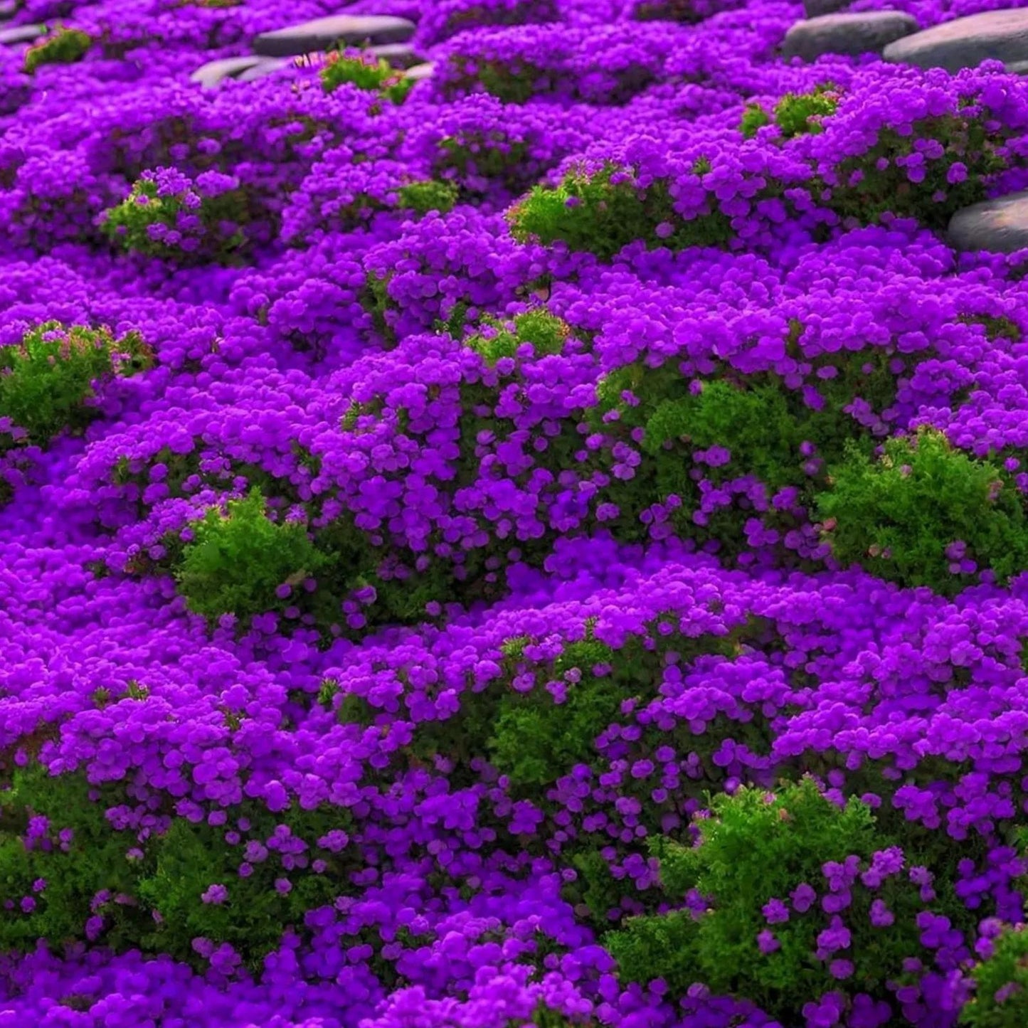 Creeping Thyme Seeds 500 Count - Magic Carpet Perennial Ground Cover - Thymus serpyllum, Drought Tolerant, Low Maintenance