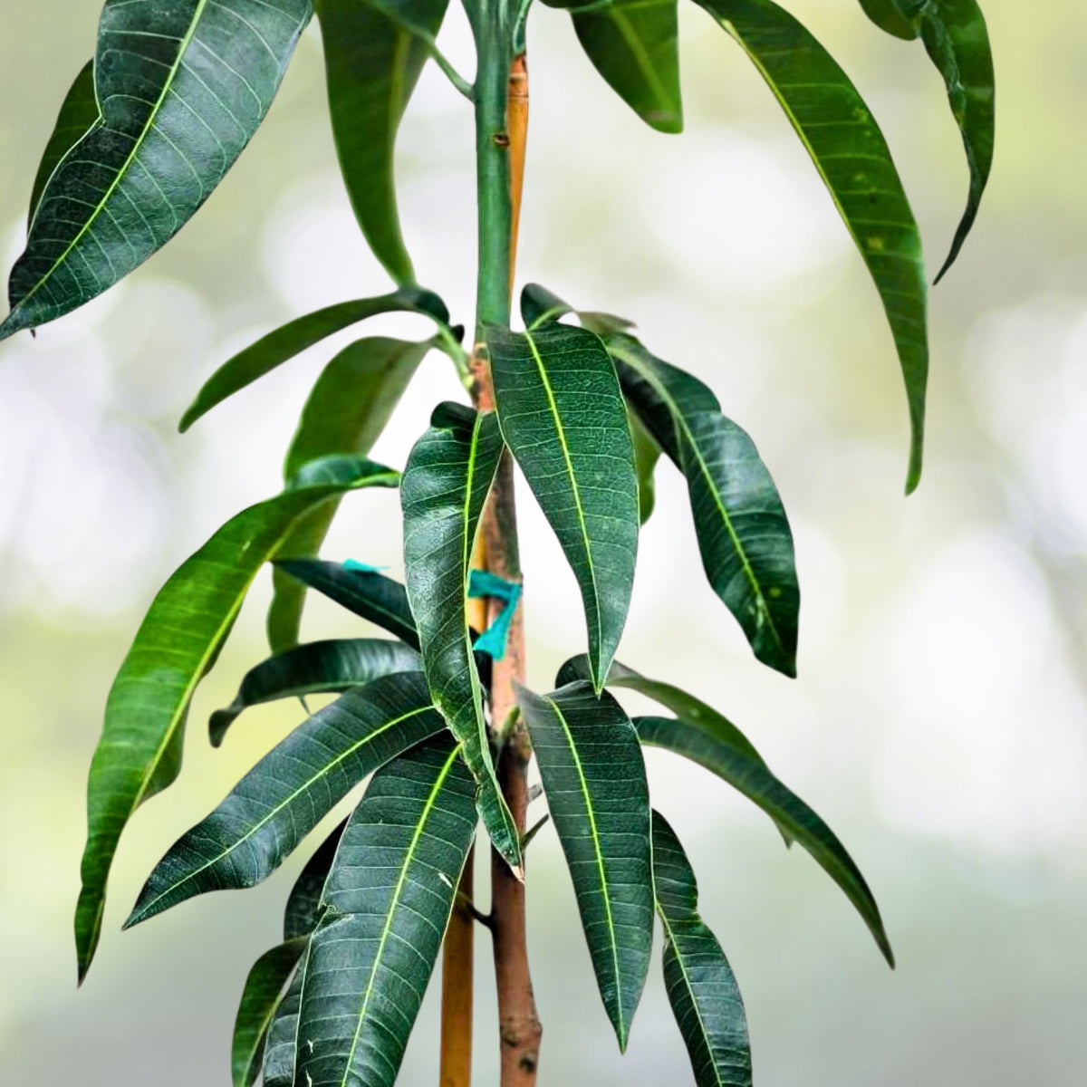 Kent Mango Seeds 10 Pack - Fresh USA Mangifera indica for Planting and Gardening