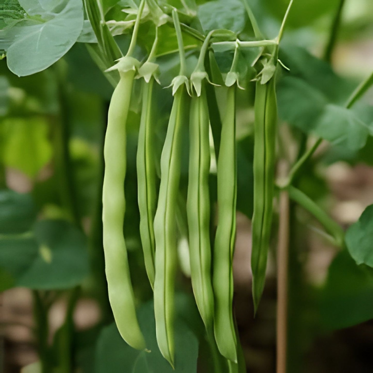 Topcrop Bush Bean Seeds – 50+ Snap Beans, Phaseolus vulgaris, Non-California Shipping