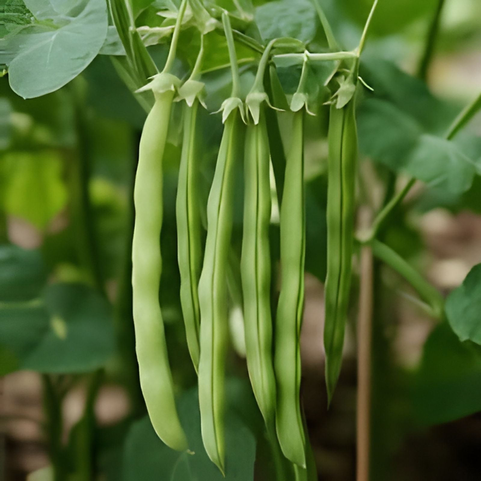 Topcrop Bush Bean Seeds – 50+ Snap Beans, Phaseolus vulgaris, Non-California Shipping