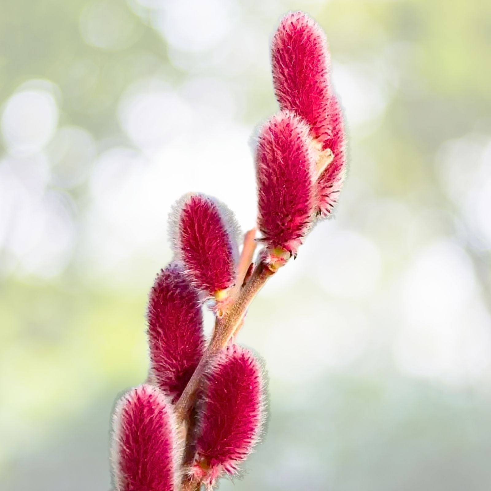 French Pink Pussy Willow Cuttings - Easy to Root Floral Arrangements - Salix discolor