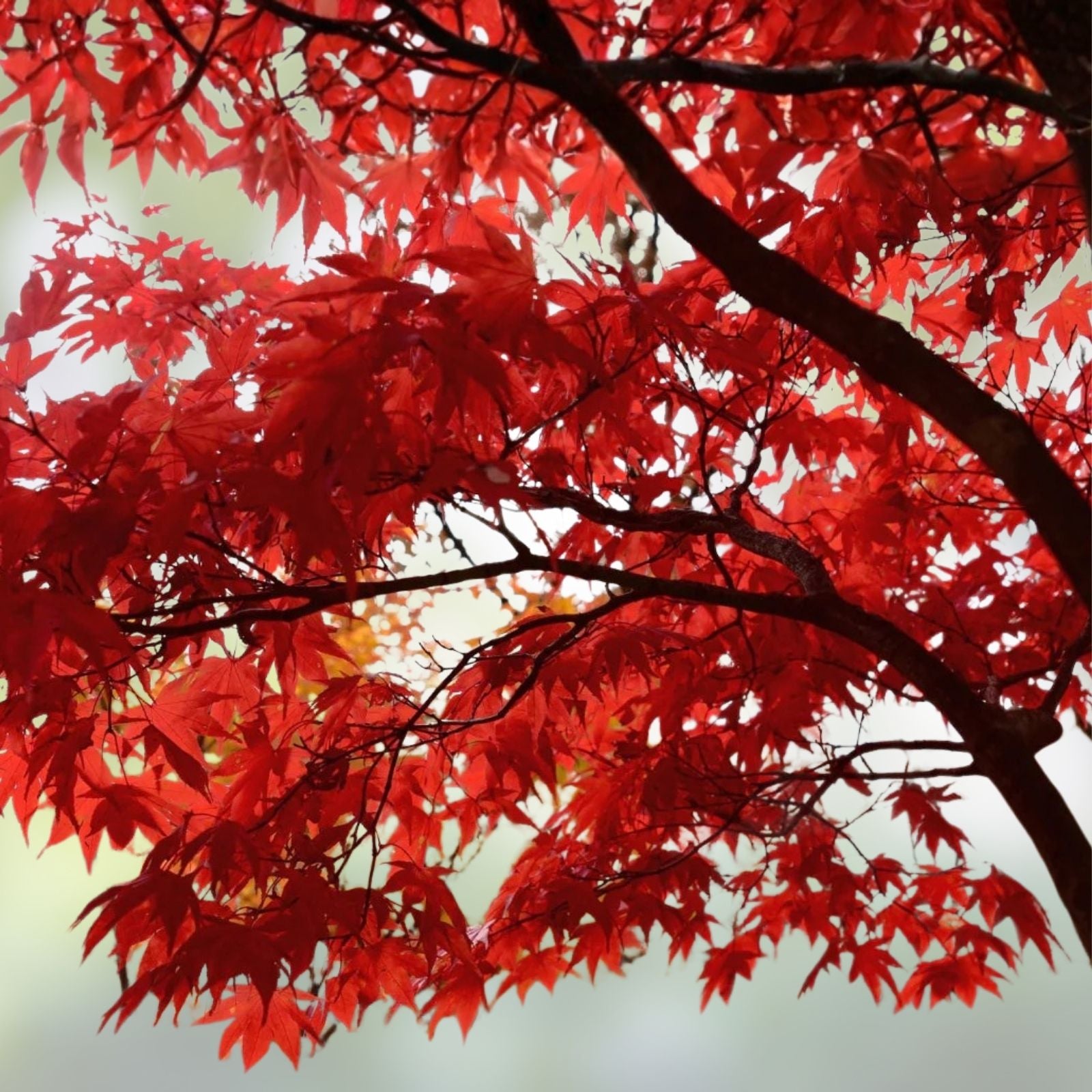 Red Maple Seedlings 2-Pack, Fast Growing Acer rubrum, Hardy Shade Trees, Southern Alabama Grown
