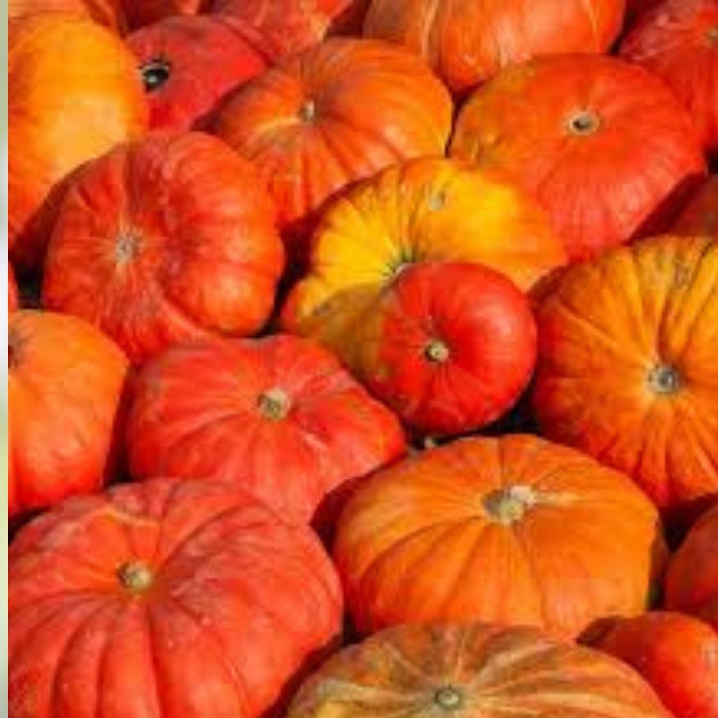 Cinderella Pumpkin Seeds 20 Pack - Heirloom Variety for Planting - Cucurbita pepo