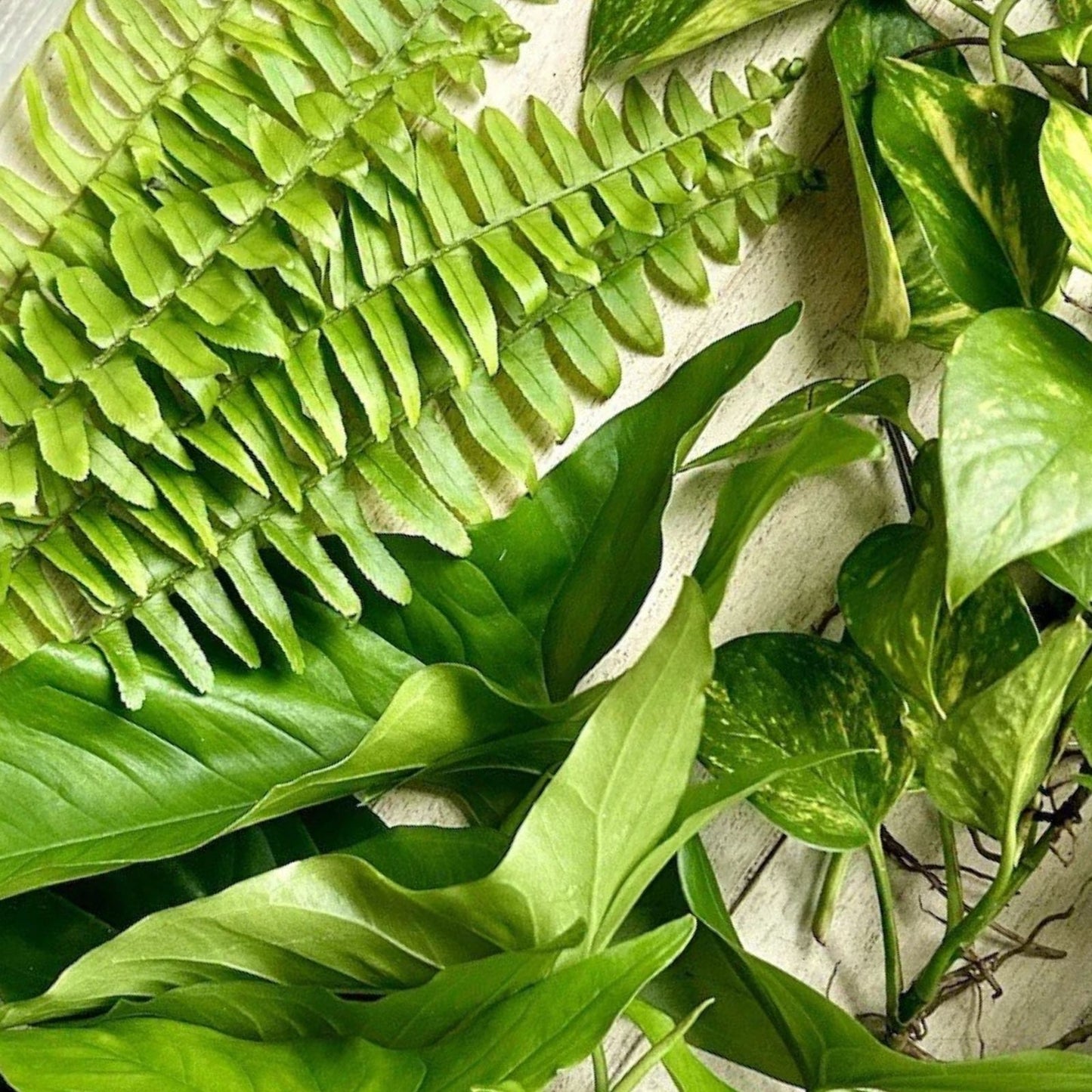 15 Rooted Wandering Jew, Arrowhead Vines, Pothos Houseplants - Easy Care Indoor Gardening Cuttings