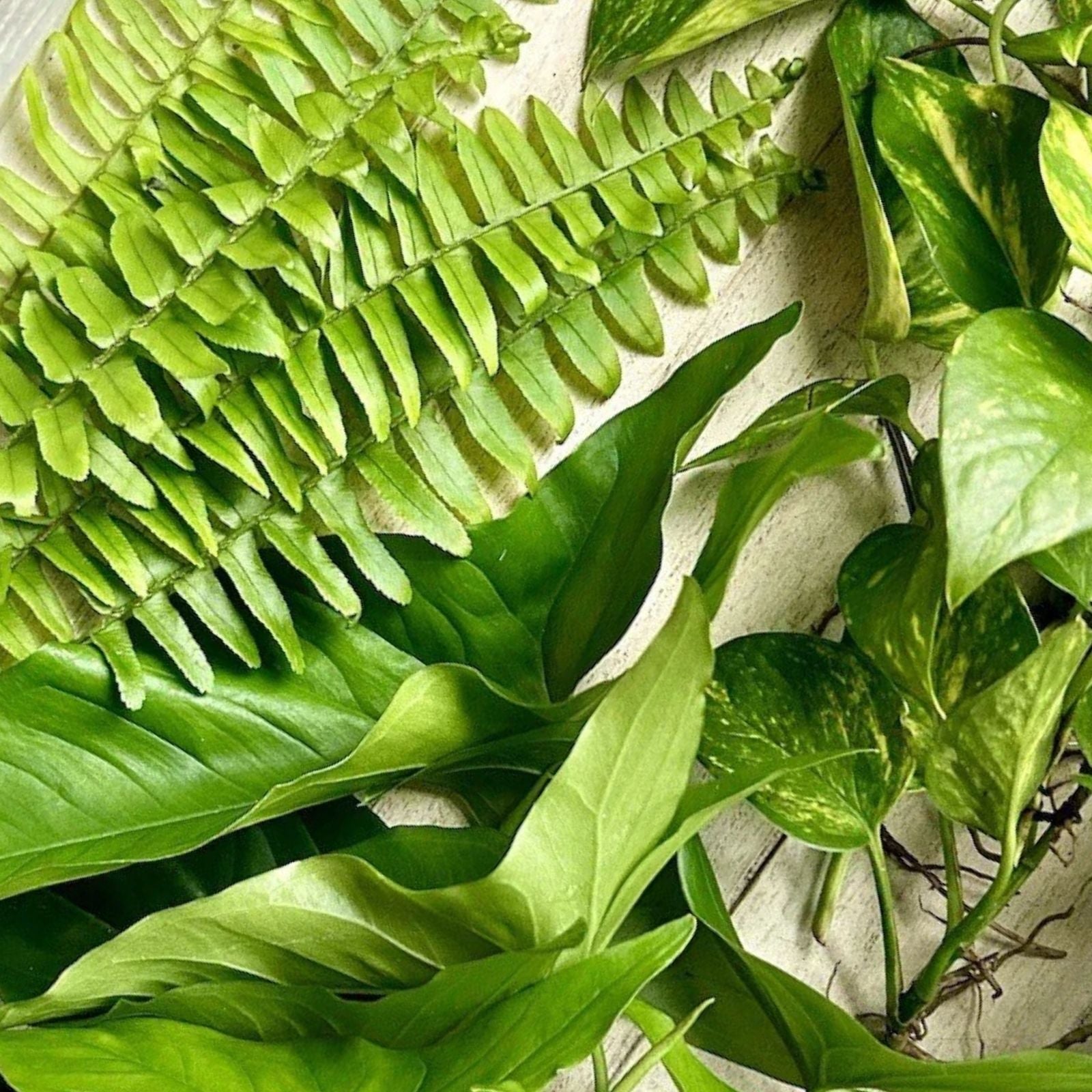 15 Rooted Wandering Jew, Arrowhead Vines, Pothos Houseplants - Easy Care Indoor Gardening Cuttings