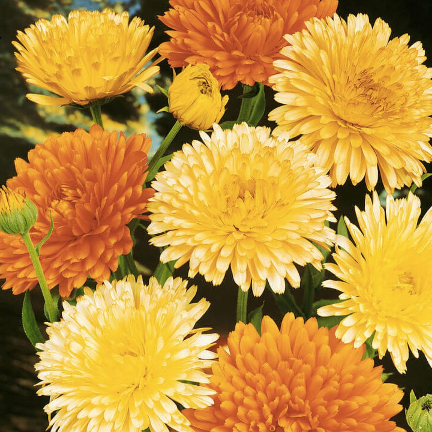 Calendula Seeds for Planting – Pacific Beauty Mix Flower Seeds – Garden Flower Seeds – Made in USA