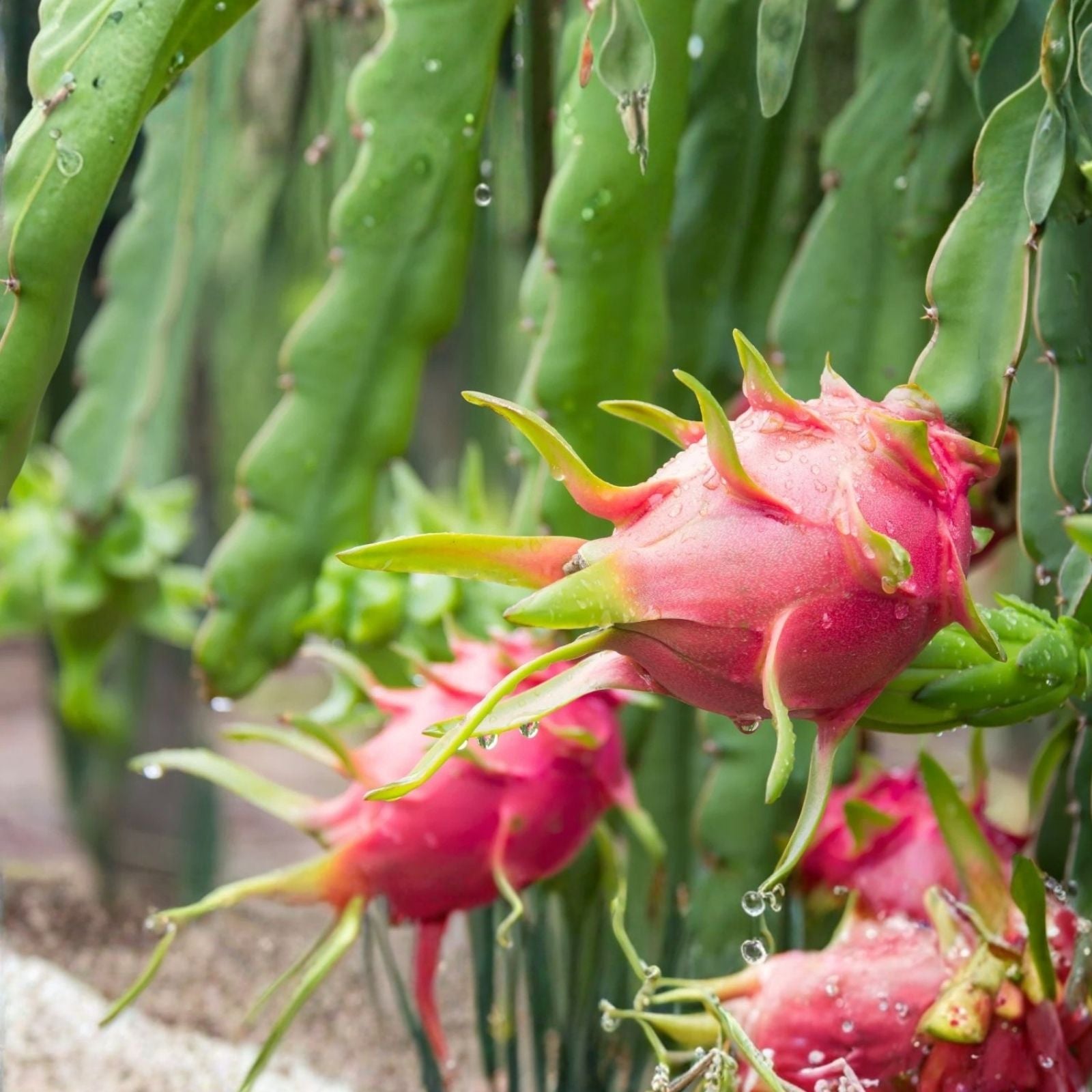 Dragon Fruit Cuttings 20-26 Inches Long, 5 Varieties, Hylocereus spp., Edible Cactus Plant Propagation