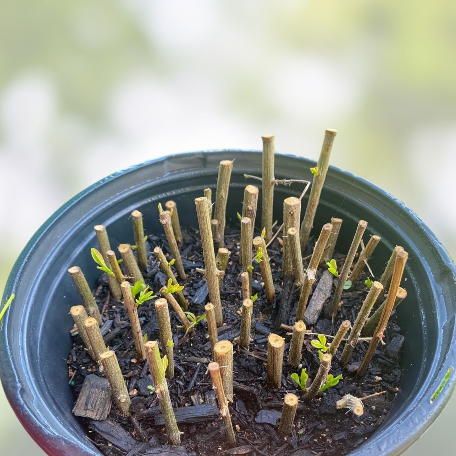 Assorted Fruit Tree Cuttings - 50+ Varieties for Grafting and Propagation - Edible Garden Plants